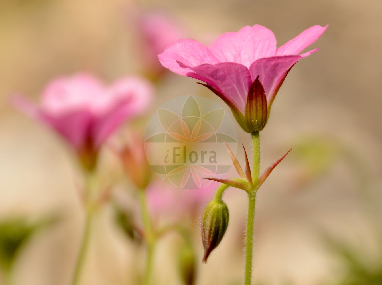 Geranium endressii - Geraniaceae,Plantae,Pteridobiotina,Angiosperms,Geraniales,Geraniaceae,Geranium,Geranium endressii,Geranium palustre subsp. endressii,Rosa Storchschnabel;french crane's-bill;géranium d'Endresse;roze ooievaarsbek;герань пиренейская;герань Эндресса;spansknäva