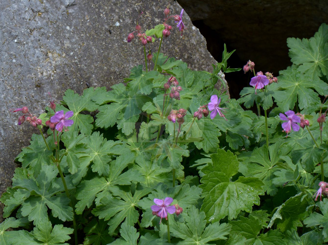Geranium macrorrhizum - Geraniaceae,Plantae,Pteridobiotina,Angiosperms,Geraniales,Geraniaceae,Geranium,Geranium macrorrhizum,Geranium balkanum, Geranium lugubre, Geranium macrorrhizum var. parnassicum, Robertium macrarrhizum,Balkan-Storchschnabel;Felsen-Storchschnabel;Großwurzeliger Storchschnabel;Duft-Storchschnabel;rock crane's-bill;Géranium à gros rhizome;géranium à long rhizome;géranium à rhizome;geranio crestato;rotsooievaarsbek;герань крупнокорневищная;ayaklı ıtır;kamaroshe;kamaroshë rrënjëgjatë;stjenarska iglica;flocknäva;bodziszek korzeniasty;bodziszek wielkokorzeniowy;korenikasta krvomočnica;illatos gólyaorr;kakost oddenkatý;kakost velkokořenný;priboi;pakost pakoreňatý;pakost podzemkatý;герань великокореневищна;обикновен здравец;tuoksukurjenpolvi;здравац