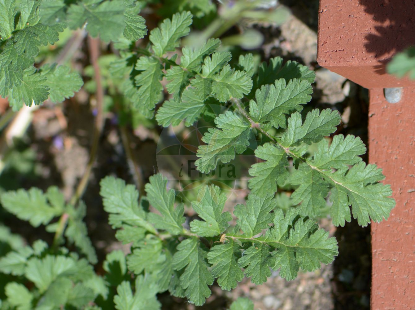 Erodium ciconium - Geraniaceae,Plantae,Pteridobiotina,Angiosperms,Geraniales,Geraniaceae,Erodium,Erodium ciconium,Erodium brevicaule, Erodium ciconium f. brevicaule, Erodium ciconium f. tenuisectum, Erodium ciconium prol. sennenii, Erodium ciconium subsp. sennenii, Erodium ciconium var. brevicaule, Erodium ciconium var. erectum, Erodium ciconium var. genuinum, Erodium ciconium var. macropetalum, Erodium ciconium var. tenuisectum, Erodium ciconium var. turcmenum, Erodium longirostrum, Erodium sennenii, Erodium turcmenum, Erodium turkmenum, Geranium ciconium, Geranium viscosum,Großer Reiherschnabel;Langschnäbeliger Reiherschnabel;long-fruited storksbill;common stork's bill;Bec de cigogne;erodium bec-de-cigogne;érodium bec-de-cigogne;bec-de-cigogne;cicutaire bec-de-cigogne;pico de ciguena;agujas de pastor;peinetas;piadera;pico de cigüeña;pico de grulla;relojes;rostro de cigüeña;Becco di gru maggiore;becco di grù maggiore;uiversbek;bico-de-cegonha;аистник аистовый;журавельник аистовый;журавельник длинноклювый;kocakarıiğnesi;erodë;agulletes;bec de cigonya;filamaria;peu de cigonya;pic de cigonya;rellotges;dugokljuni čapljan;dolgokljunati čapljevec;gerelyes gémorr;pumpava čapí;bocianik obyčajný;грабельки довгодзьобові;часовниче;щъркелова човка;жива трава;родин кљун;makkor-chasidah aroch;מַקּוֹר-חֲסִידָה אָרֹךְ