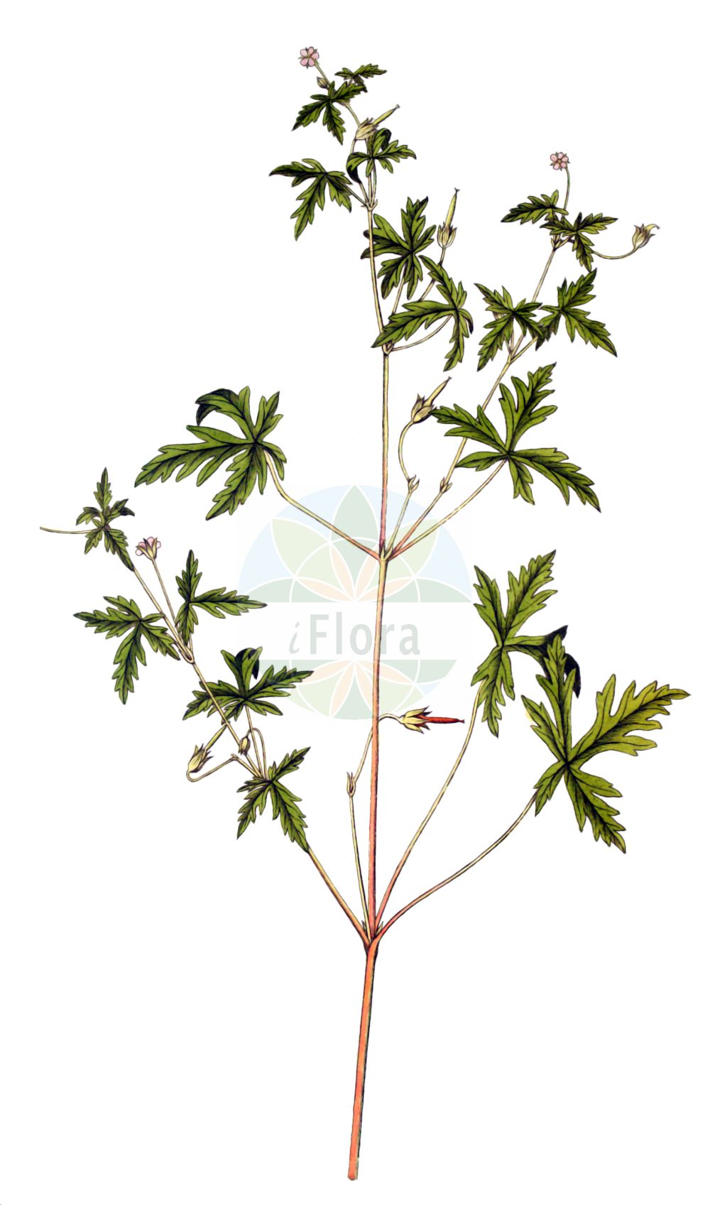 Geranium sibiricum - Geraniaceae,Plantae,Pteridobiotina,Angiosperms,Geraniales,Geraniaceae,Geranium,Geranium sibiricum,Geranium acrocarphum, Geranium amurense, Geranium europaeum, Geranium popovii, Geranium ruthenicum, Geranium sibiricum f. glabrius, Geranium sibiricum subsp. eusibiricum, Geranium sibiricum subsp. popovii, Geranium sibiricum subsp. ruthenicum, Geranium sibiricum var. glabrius, Geranium sibiricum var. multiflorum, Geranium variabile,Sibirischer Storchschnabel;siberian geranium;Géranium de Sibérie;Geranio di Siberia;герань сибирская;inci ıtırı;ryssnäva;bodziszek błotny;ichigefuro;ichige-fûro;イチゲフウロ;sibirska krvomočnica;szibériai gólyaorr;kakost sibiřský;pakost sibírsky;герань сибірська;siberi kurereha;Sibīrijas gandrene;siperiankurjenpolvi;sibirinis snaputis;shǔ zhǎng lǎo guàn cǎo;鼠掌老鹳草