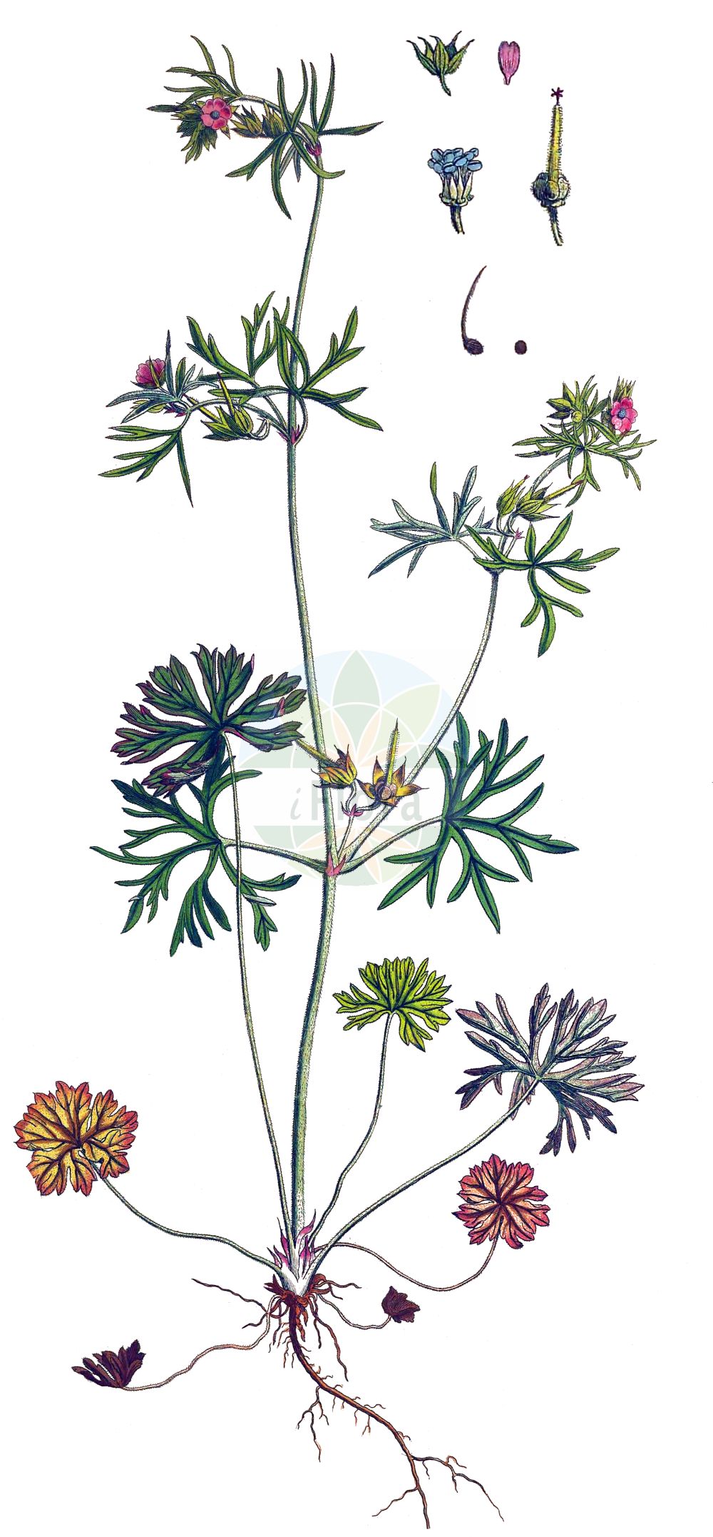 Geranium dissectum - Geraniaceae,Plantae,Pteridobiotina,Angiosperms,Geraniales,Geraniaceae,Geranium,Geranium dissectum,Geranium angustifolium, Geranium decumbens, Geranium dissectum f. albiflorum, Geranium dissectum f. byzantinum, Geranium dissectum f. erectum, Geranium dissectum f. furcatum, Geranium dissectum f. purpureum, Geranium dissectum f. roseum, Geranium dissectum f. subintegrilobatum, Geranium dissectum subsp. albidum, Geranium dissectum subvar. pilosum, Geranium dissectum unr. albidum, Geranium dissectum var. albidum, Geranium dissectum var. album, Geranium dissectum var. baumgartenianum, Geranium dissectum var. byzantinum, Geranium dissectum var. dissectum, Geranium dissectum var. erectum, Geranium dissectum var. furcatum, Geranium dissectum var. glutinosum, Geranium dissectum var. majus, Geranium dissectum var. minimum, Geranium dissectum var. nanum, Geranium dissectum var. palmatum, Geranium dissectum var. procumbens, Geranium dissectum var. pumilum, Geranium dissectum var. purpureum, Geranium dissectum var. roseum, Geranium dissectum var. subintegrilobatum, Geranium dissectum var. typicum, Geranium dissectum var. villosum, Geranium furcatum, Geranium laxum, Geranium pusillum var. malviflorum, Geranium tiguense,Schlitzblättriger Storchschnabel;cut-leaved crane's-bill;cut-leaf geranium;Géranium découpé;géranium disséqué;géranium à feuilles découpées;geranio de los campos;agujas;geránio de los campos;alfilerillo;gargantilla;gargantilla de horquilla;geranio cortado;geranio de hoja cortada;uña de lagarto;uña de milano;verbena;Geranio sbrandellato;geranio a foglie divise;geranio rosso;vlas-warkruid;slipbladige ooievaarsbek;bico-de-pomba;coentrinho;герань рассеченная;dilimli ıtır;kamaroshe;kamaroshe e prerë;gerani de fulla retallada;gerani retallat;rascjepkana iglica;vlas-dolik;flicknäva;fliknäva;kloftet storkenæb;kløftet storkenæb;bodziszek porozcinany;nacepljenolistna krvomočnica;sallangos gólyaorr;kakost dlanitosečný;kakost dvousečný;kakost prstnatosečný;pakost strihaný;герань розсічена;изрязанолистен здравец;насеченолистен здравец;lõhislehine kurereha;šķeltā gandrene;åkerstorkenebb;liuskakurjenpolvi;расечена иглица;расјечена иглица;ситна иља;geranyon gazur;גֵּרַנְיוֹן גָּזוּר;karpytasis snaputis