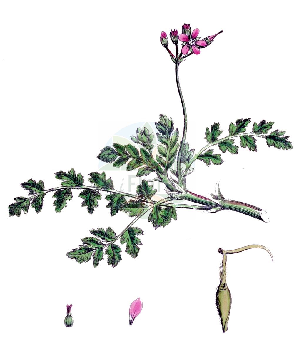 Erodium cicutarium - Geraniaceae,Plantae,Pteridobiotina,Angiosperms,Geraniales,Geraniaceae,Erodium,Erodium cicutarium,Erodium albidum, Erodium alsiniflorum, Erodium arenarium, Erodium atomarium, Erodium baeticum, Erodium ballii, Erodium bipinnatum var. albiflorum, Erodium boraeanum, Erodium carneum, Erodium chaerophyllum, Erodium chaerophyllum, Erodium cicutarium f. arenarium, Erodium cicutarium f. argenteum, Erodium cicutarium f. chaerophyllum, Erodium cicutarium f. hirsutum, Erodium cicutarium f. maculatum, Erodium cicutarium f. pentalobum, Erodium cicutarium f. pimpinellifolium, Erodium cicutarium f. praecox, Erodium cicutarium f. praecox, Erodium cicutarium f. primulaceum, Erodium cicutarium f. subalbidum, Erodium cicutarium prol. dissectum, Erodium cicutarium prol. pimpinellifolium, Erodium cicutarium prol. primulaceum, Erodium cicutarium subsp. atomarium, Erodium cicutarium subsp. dissectum, Erodium cicutarium subsp. dunense, Erodium cicutarium subsp. ontigolanum, Erodium cicutarium subsp. pallidiflorum, Erodium cicutarium subsp. pilosum, Erodium cicutarium subsp. pimpinellifolium, Erodium cicutarium subsp. praecox, Erodium cicutarium subsp. praetermissum, Erodium cicutarium subsp. primulaceum, Erodium cicutarium subsp. triviale, Erodium cicutarium subsp. zairae, Erodium cicutarium unr. primulaceum, Erodium cicutarium var. acaule, Erodium cicutarium var. album, Erodium cicutarium var. arenarium, Erodium cicutarium var. arenicola, Erodium cicutarium var. arvale, Erodium cicutarium var. chaerophyllum, Erodium cicutarium var. cicutaefolium, Erodium cicutarium var. cinereum, Erodium cicutarium var. commixtum, Erodium cicutarium var. estebani, Erodium cicutarium var. filicinum, Erodium cicutarium var. genuinum, Erodium cicutarium var. hirsutum, Erodium cicutarium var. immaculatum, Erodium cicutarium var. pallidiflorum, Erodium cicutarium var. parviflorum, Erodium cicutarium var. pilosum, Erodium cicutarium var. pimpinellifolium, Erodium cicutarium var. praecox, Erodium cicutarium var. primulaceum, Erodium cicutarium var. psilorhynchum, Erodium cicutarium var. pusillum, Erodium cicutarium var. subalbidum, Erodium cicutarium var. triviale, Erodium cicutarium var. typicum, Erodium cicutarium var. viscosum, Erodium cicutarium var. vulgare, Erodium cicutifolium, Erodium commixtum, Erodium danicum, Erodium dissectum, Erodium filicinum, Erodium glutinosum, Erodium himalayanum, Erodium hirsutum, Erodium immaculatum, Erodium jacquinianum var. annuum, Erodium melanostigma, Erodium melanostigma var. grandiflorum, Erodium melanostigma var. thalictroides, Erodium millefolium, Erodium minutiflorum, Erodium moranense, Erodium pallidiflorum, Erodium parviflorum, Erodium pentalobum, Erodium petroselinum, Erodium pilosum, Erodium pilosum, Erodium pilosum var. chaerophyllum, Erodium pilosum var. glutinosum, Erodium pilosum var. subglabrum, Erodium pilosum var. vestitum, Erodium pimpinellifolium, Erodium pimpinellifolium var. hirsutum, Erodium pimpinellifolium var. pilosum, Erodium pimpinellifolium var. subalbidum, Erodium praecox, Erodium praecox f. vernale, Erodium praecox subsp. primulaceum, Erodium praecox var. baeticum, Erodium praecox var. escurialense, Erodium praecox var. primulaceum, Erodium praetermissum, Erodium primulaceum f. praecox, Erodium romanum var. caulescens, Erodium sabulicolum, Erodium subalbidum, Erodium tenuisectum, Erodium triviale, Erodium verbenifolium, Geranium arenicolum, Geranium chaerophyllum, Geranium cicutarium, Geranium cicutarium var. album, Geranium cicutarium var. chaerophyllum, Geranium cicutarium var. erectum, Geranium cicutarium var. pilosissimum, Geranium cicutarium var. pimpinellifolium, Geranium cicutarium var. praecox, Geranium moschatum var. pimpinellifolium, Geranium pentandrum, Geranium petroselinum, Geranium pimpinellifolium, Geranium pimpinellifolium, Geranium praecox, Myrrhina inodora,Gewöhnlicher Reiherschnabel;Dänischer Reiherschnabel;Dünen-Reiherschnabel;Gemeiner Reiherschnabel;common stork's-bill;clocks;common crowfoot;filaree;hemlock storksbill;redstem filaree;redstem storksbill;Bec de grue commun;erodium à feuilles de ciguë;petit bec-de-cigogne;petit géranium;érodium à feuilles de ciguë;petit géranium-ciguë;cicutaire;bec-de-cigogne commun;bec-de-grue à feuilles de ciguë;bec-de-grue commun;bec-de-grue de Salzmann;cicutaire à feuilles de ciguë;érodium poilu;agujas;peine de bruca;tachuela;forquilles;peludilla;relojito;alfilerillo;aguja de pastor;agujas de pastor;agujas de vaquero;agujetas;agujonas;alfeliteros;alfileres;alfileres de pastor;alfilerillo de pastor;alfilerillo zanahoria;alfileritos;hierba de la coralina;pata de gallo;pata peine de bruja;peine de Venus;pico de cigüeña;relojes;relojetes;repimpim;salseta de pastor;tenedores;tintones;Becco di gru comune;rostro di gru;erba cicutaria;becco di grù comune;becco di grù peloso;cicutaria;rostro di grù;vlottende waterranonkel;gewoone reigersbek;gewone reigersbek;duinreigersbeck;bico-de-cegonha;piqueta;piquetas;repimpim;журавельник цикутовый;аистник обыкновенный;аистник цикутный;аистник цикутовый;грабельки;журавельник веховый;журавельник обыкновенный;iğnelik;erodë;gjilpërqyqja;sqep-çafke;agulletes;agulletes de bruixa;agulloles;banya de bou;cargola cicutària;curripeus;forquilles;rellogets;skatnäva;hejrenæb;iglica pospolita;corandafuuro;orandafuuro;オランダフウロ;navadni čapljevec;bürökgémorr;pumpava obecná;pumpava rozpuková;pliscul cocorului;bocianik rozpukovitý;грабельки звичайні;цикутово часовниче;kurekael;velnarutku grābeklīte;tranehals;peltokurjennokka;жива трава;обични чапљан;makkor-chasidah gazur;מַקּוֹר-חֲסִידָה גָּזוּר;paprastasis dalgutis;βελονίδα;qín yè mang niú ér miáo;芹叶牻牛儿苗