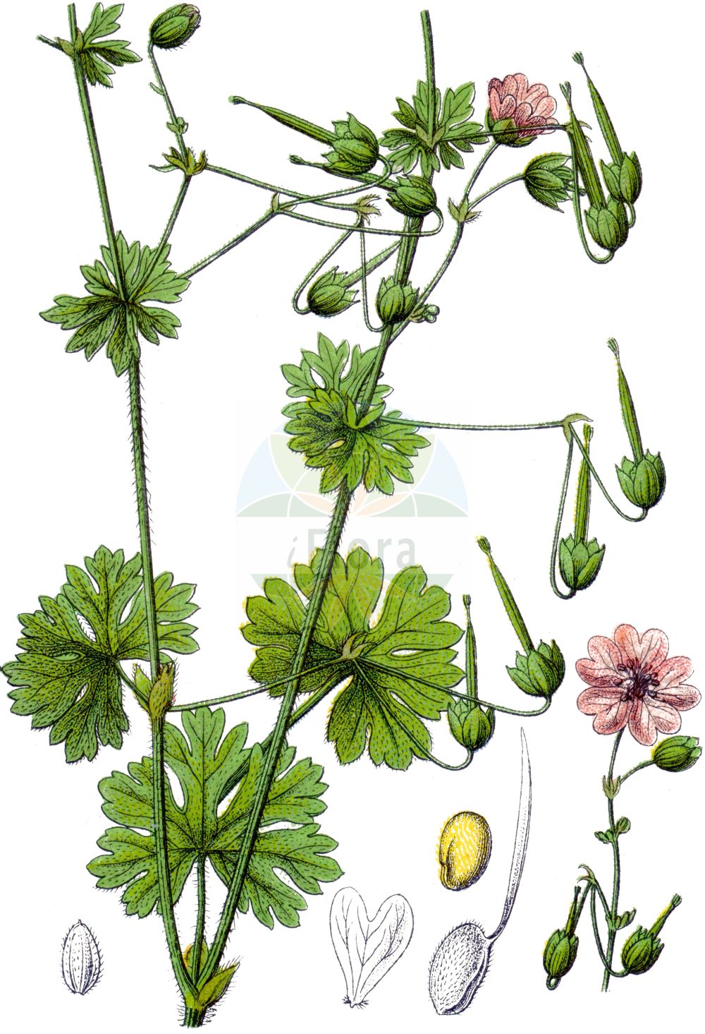 Geranium pyrenaicum - Geraniaceae,Plantae,Pteridobiotina,Angiosperms,Geraniales,Geraniaceae,Geranium,Geranium pyrenaicum,Geranium pyrenaicum var. longipedicellatum, Trifolium pyrenaicum,Pyrenäen-Storchschnabel;Anger-Storchschnabel;hedgerow crane's-bill;Géranium des Pyrénées;geranio de los Pirineos;Geranio dei Pirenei;vit-klöver;Pyrenese ooievaarsbek;bermooievaarsbek;герань пиренейская;gelinçarşafı;kamaroshe;rruka e Pirinejeve;pirenejska iglica;vit kattost;skuggnäva;Pyrenæisk storkenæb;bodziszek pirenejski;pirenejska krvomočnica;déli gólyaorr;pireneusi gólyaorr;kakost pyrenejský;pakost pyrenejský;герань піренейська;пиренейски здравец;pürene kurereha;Pireneju gandrene;astestorkenebb;askestorkenebb;pyreneittenkurjenpolvi;царево око;pirėninis snaputis