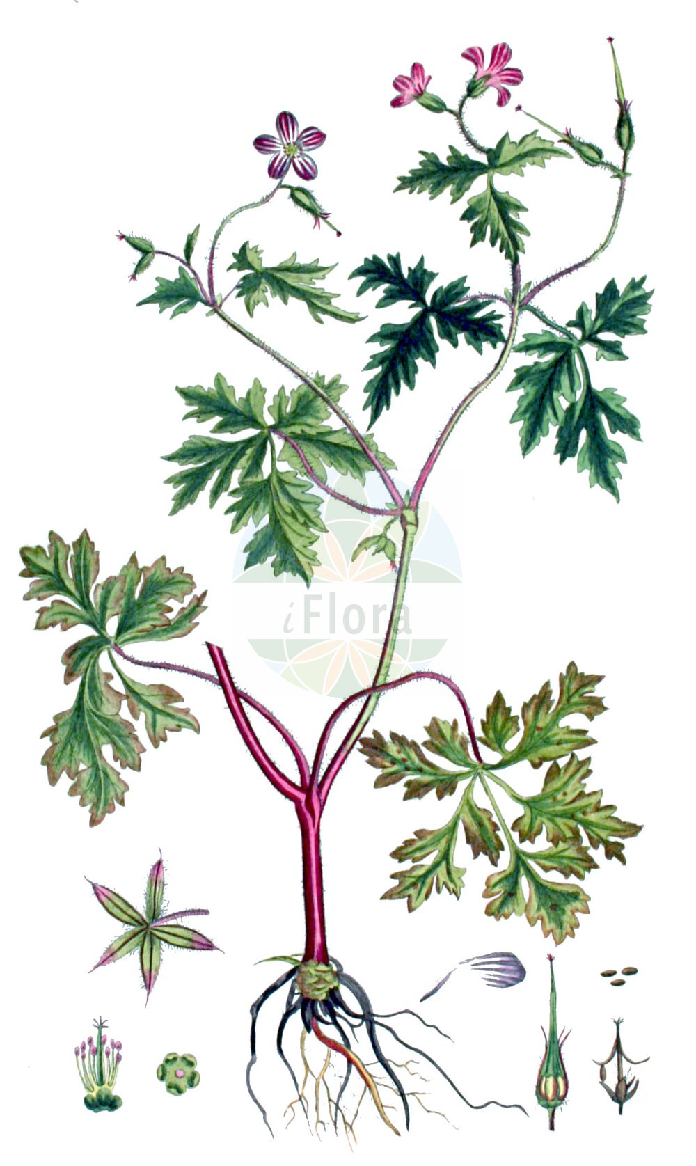 Geranium robertianum - Geraniaceae,Plantae,Pteridobiotina,Angiosperms,Geraniales,Geraniaceae,Geranium,Geranium robertianum,Geranium eriophorum, Geranium foetidum, Geranium graveolens, Geranium inodorum, Geranium lebelii, Geranium lindleyanum, Geranium mosquense, Geranium neapolitanum, Geranium palmatisectum, Geranium pedunculatum, Geranium purpureum var. littorale, Geranium robertianum f. albiflorum, Geranium robertianum f. littorale, Geranium robertianum f. robertianum, Geranium robertianum f. umbraticum, Geranium robertianum subsp. celticum, Geranium robertianum subsp. eurobertianum, Geranium robertianum subsp. maritimum, Geranium robertianum var. albiflorum, Geranium robertianum var. album, Geranium robertianum var. eriophorum, Geranium robertianum var. genuinum, Geranium robertianum var. glabrinux, Geranium robertianum var. inodorum, Geranium robertianum var. littorale, Geranium robertianum var. lucidum, Geranium robertianum var. macropetalum, Geranium robertianum var. maritimum, Geranium robertianum var. rubrum, Geranium robertianum var. villosolum, Geranium rubellum, Geranium scopulicolum, Robertiella robertianum, Robertium vulgare,Stinkender Storchschnabel;Strand-Storchschnabel;Gewöhnliches Ruprechtskraut;Küsten-Ruprechtskraut;Ruprechtskraut;Gewöhnlicher Stinkender Storchschnabel;Küsten-Stink-Storchschnabel;Gewöhnlicher Stink-Storchschnabel;Stink-Storchschnabel;herb-robert;robert's geranium;robert geranium;roundleaf geranium;Géranium herbe à Robert;herbe à Robert;herbe de Saint Robert;aiguilles à Notre-Dame;bec-de-cigogne;bec-de-grue;chancrée;épingle de la Vierge;fourchette du diable;géranium herbe-à-Robert;herbe à l'esquinancie;herbe du roi Robert;herbe rouge;patte d'alouette;hierba de San Roberto;abujones;aguja de pastor;falso perejil;geranio de hoja redonda;geranio de monte;geranio di San Roberto;geranio silvestre;geranio tenedor;geranio tercero;hierba de la esquinancia;hierba de la golondrina;lentina;perejil de burro;pico de cigüeña tercero;Geranio di San Roberto;geranio robertiano;erba Roberta;cimicina;robertskruid;vit-kål;stinkende ooievaarsbek;erva-roberta;pico-de-grou-Robertino;bico-de-grou-robertino;chá-de-são-roberto;erva-de-são-roberto;geránio-fétido;герань Роберта;герань робертовская;dağ ıtırı;kamaroshe;kamaroshe e Robertit;agulles salades;camaroja;gata rabiosa;gerani pudent;güelles salades;herba de sant Jaume;herba de Sant Robert;herba pudenta;herba roberta;poteta de gall;smrdljiva iglica;vit-gröe;stinknäva;stinkende storkenæb;bodziszek cuchnący;smrdljička;nehézszagú gólyaorr;kakost smrdutý;năprasnică;pakost smradľavý;герань робертова;зловонен здравец;haisev kurereha;Roberta gandrene;urdakatt;haisukurjenpolvi;geranyon ha'argaman;גֵּרַנְיוֹן הָאַרְגָּמָן;robertinis snaputis;hàn hóng yú xīng cǎo;汉荭鱼腥草