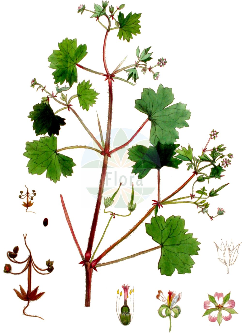 Geranium rotundifolium - Geraniaceae,Plantae,Pteridobiotina,Angiosperms,Geraniales,Geraniaceae,Geranium,Geranium rotundifolium,Geranium core, Geranium malvaceum, Geranium pinnatifidum, Geranium potentilloides, Geranium propinquum, Geranium pusillum var. malvifolium, Geranium rotundifolium f. thurstonii, Geranium rotundifolium unr. trichospermum, Geranium rotundifolium var. albiflorum, Geranium rotundifolium var. arenicolum, Geranium rotundifolium var. barcinonense, Geranium rotundifolium var. elongatum, Geranium rotundifolium var. grandiflorum, Geranium rotundifolium var. malvifolium, Geranium rotundifolium var. palmatipartitis, Geranium semiorbiculare, Geranium strictum, Geranium subrotundum, Geranium viscidulum, Geranium viscosum,Rundblättriger Storchschnabel;round-leaved crane's-bill;roundleaf geranium;Géranium à feuilles rondes;mauvin;mauvette;pied de pigeon;suasane;corecore;coricor;alfileres;geranio de hoja redonda;geranio segundo;geranio silvestre;pico de cigüeña con hojas de malva;sausana;Geranio malvaccino;malvaccini;vit prustrot;rondbladige ooievaarsbek;ronde ooievarsbek;geránio-peludo;bico-de-grou-de-folhas-redondas;gerânio-peludo;pampilho;герань круглолистная;герань округлолистная;helilok;kamaroshe;kamaroshe me gjethe të rrumbullakëta;cicuta;suassana;suassana rotundifólia;okruglolisna iglica;klibbnäva;rundbladet storkenæb;bodziszek okrągłolistny;okroglolistna krvomočnica;kereklevelű gólyaorr;kakost okrouhlolistý;pakost okrúhlolistý;герань круглолиста;кръглолистен здравец;pyörökurjenpolvi;миришљави здравац;geranyon agol;גֵּרַנְיוֹן עָגֹל;ġeranju;yuán yè lǎo guàn cǎo;圆叶老鹳