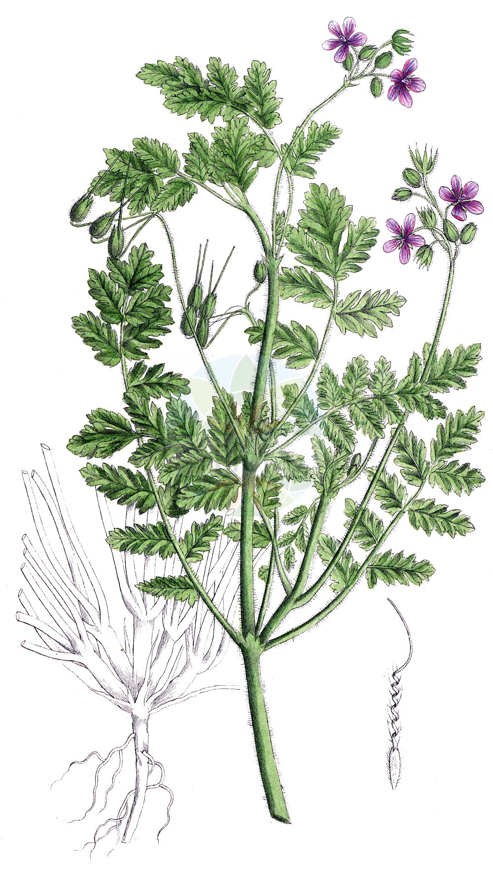 Erodium cicutarium - Geraniaceae,Plantae,Pteridobiotina,Angiosperms,Geraniales,Geraniaceae,Erodium,Erodium cicutarium,Erodium albidum, Erodium alsiniflorum, Erodium arenarium, Erodium atomarium, Erodium baeticum, Erodium ballii, Erodium bipinnatum var. albiflorum, Erodium boraeanum, Erodium carneum, Erodium chaerophyllum, Erodium chaerophyllum, Erodium cicutarium f. arenarium, Erodium cicutarium f. argenteum, Erodium cicutarium f. chaerophyllum, Erodium cicutarium f. hirsutum, Erodium cicutarium f. maculatum, Erodium cicutarium f. pentalobum, Erodium cicutarium f. pimpinellifolium, Erodium cicutarium f. praecox, Erodium cicutarium f. praecox, Erodium cicutarium f. primulaceum, Erodium cicutarium f. subalbidum, Erodium cicutarium prol. dissectum, Erodium cicutarium prol. pimpinellifolium, Erodium cicutarium prol. primulaceum, Erodium cicutarium subsp. atomarium, Erodium cicutarium subsp. dissectum, Erodium cicutarium subsp. dunense, Erodium cicutarium subsp. ontigolanum, Erodium cicutarium subsp. pallidiflorum, Erodium cicutarium subsp. pilosum, Erodium cicutarium subsp. pimpinellifolium, Erodium cicutarium subsp. praecox, Erodium cicutarium subsp. praetermissum, Erodium cicutarium subsp. primulaceum, Erodium cicutarium subsp. triviale, Erodium cicutarium subsp. zairae, Erodium cicutarium unr. primulaceum, Erodium cicutarium var. acaule, Erodium cicutarium var. album, Erodium cicutarium var. arenarium, Erodium cicutarium var. arenicola, Erodium cicutarium var. arvale, Erodium cicutarium var. chaerophyllum, Erodium cicutarium var. cicutaefolium, Erodium cicutarium var. cinereum, Erodium cicutarium var. commixtum, Erodium cicutarium var. estebani, Erodium cicutarium var. filicinum, Erodium cicutarium var. genuinum, Erodium cicutarium var. hirsutum, Erodium cicutarium var. immaculatum, Erodium cicutarium var. pallidiflorum, Erodium cicutarium var. parviflorum, Erodium cicutarium var. pilosum, Erodium cicutarium var. pimpinellifolium, Erodium cicutarium var. praecox, Erodium cicutarium var. primulaceum, Erodium cicutarium var. psilorhynchum, Erodium cicutarium var. pusillum, Erodium cicutarium var. subalbidum, Erodium cicutarium var. triviale, Erodium cicutarium var. typicum, Erodium cicutarium var. viscosum, Erodium cicutarium var. vulgare, Erodium cicutifolium, Erodium commixtum, Erodium danicum, Erodium dissectum, Erodium filicinum, Erodium glutinosum, Erodium himalayanum, Erodium hirsutum, Erodium immaculatum, Erodium jacquinianum var. annuum, Erodium melanostigma, Erodium melanostigma var. grandiflorum, Erodium melanostigma var. thalictroides, Erodium millefolium, Erodium minutiflorum, Erodium moranense, Erodium pallidiflorum, Erodium parviflorum, Erodium pentalobum, Erodium petroselinum, Erodium pilosum, Erodium pilosum, Erodium pilosum var. chaerophyllum, Erodium pilosum var. glutinosum, Erodium pilosum var. subglabrum, Erodium pilosum var. vestitum, Erodium pimpinellifolium, Erodium pimpinellifolium var. hirsutum, Erodium pimpinellifolium var. pilosum, Erodium pimpinellifolium var. subalbidum, Erodium praecox, Erodium praecox f. vernale, Erodium praecox subsp. primulaceum, Erodium praecox var. baeticum, Erodium praecox var. escurialense, Erodium praecox var. primulaceum, Erodium praetermissum, Erodium primulaceum f. praecox, Erodium romanum var. caulescens, Erodium sabulicolum, Erodium subalbidum, Erodium tenuisectum, Erodium triviale, Erodium verbenifolium, Geranium arenicolum, Geranium chaerophyllum, Geranium cicutarium, Geranium cicutarium var. album, Geranium cicutarium var. chaerophyllum, Geranium cicutarium var. erectum, Geranium cicutarium var. pilosissimum, Geranium cicutarium var. pimpinellifolium, Geranium cicutarium var. praecox, Geranium moschatum var. pimpinellifolium, Geranium pentandrum, Geranium petroselinum, Geranium pimpinellifolium, Geranium pimpinellifolium, Geranium praecox, Myrrhina inodora,Gewöhnlicher Reiherschnabel;Dänischer Reiherschnabel;Dünen-Reiherschnabel;Gemeiner Reiherschnabel;common stork's-bill;clocks;common crowfoot;filaree;hemlock storksbill;redstem filaree;redstem storksbill;Bec de grue commun;erodium à feuilles de ciguë;petit bec-de-cigogne;petit géranium;érodium à feuilles de ciguë;petit géranium-ciguë;cicutaire;bec-de-cigogne commun;bec-de-grue à feuilles de ciguë;bec-de-grue commun;bec-de-grue de Salzmann;cicutaire à feuilles de ciguë;érodium poilu;agujas;peine de bruca;tachuela;forquilles;peludilla;relojito;alfilerillo;aguja de pastor;agujas de pastor;agujas de vaquero;agujetas;agujonas;alfeliteros;alfileres;alfileres de pastor;alfilerillo de pastor;alfilerillo zanahoria;alfileritos;hierba de la coralina;pata de gallo;pata peine de bruja;peine de Venus;pico de cigüeña;relojes;relojetes;repimpim;salseta de pastor;tenedores;tintones;Becco di gru comune;rostro di gru;erba cicutaria;becco di grù comune;becco di grù peloso;cicutaria;rostro di grù;vlottende waterranonkel;gewoone reigersbek;gewone reigersbek;duinreigersbeck;bico-de-cegonha;piqueta;piquetas;repimpim;журавельник цикутовый;аистник обыкновенный;аистник цикутный;аистник цикутовый;грабельки;журавельник веховый;журавельник обыкновенный;iğnelik;erodë;gjilpërqyqja;sqep-çafke;agulletes;agulletes de bruixa;agulloles;banya de bou;cargola cicutària;curripeus;forquilles;rellogets;skatnäva;hejrenæb;iglica pospolita;corandafuuro;orandafuuro;オランダフウロ;navadni čapljevec;bürökgémorr;pumpava obecná;pumpava rozpuková;pliscul cocorului;bocianik rozpukovitý;грабельки звичайні;цикутово часовниче;kurekael;velnarutku grābeklīte;tranehals;peltokurjennokka;жива трава;обични чапљан;makkor-chasidah gazur;מַקּוֹר-חֲסִידָה גָּזוּר;paprastasis dalgutis;βελονίδα;qín yè mang niú ér miáo;芹叶牻牛儿苗