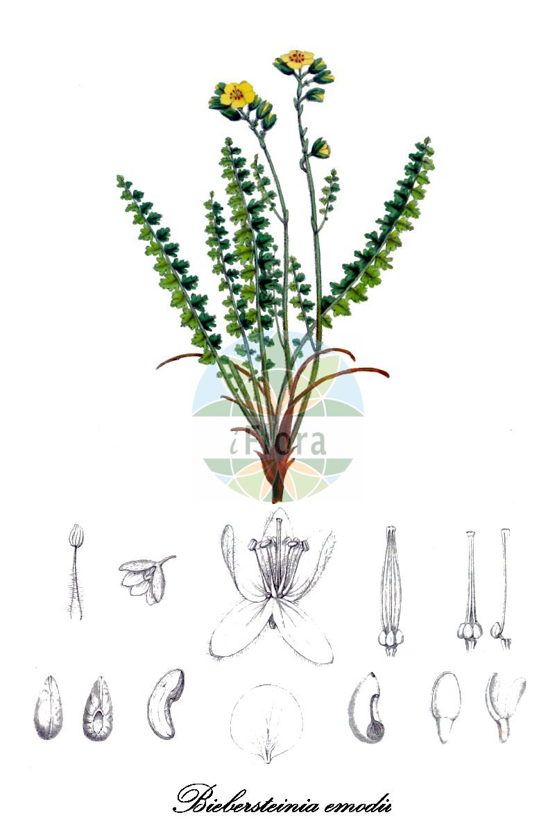 Biebersteinia odora - Biebersteiniaceae,Plantae,Pteridobiotina,Angiosperms,Sapindales,Biebersteiniaceae,Biebersteinia,Biebersteinia odora,Biebersteinia emodii