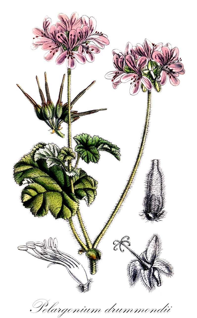 Pelargonium drummondii - Geraniaceae,Plantae,Pteridobiotina,Angiosperms,Geraniales,Geraniaceae,Pelargonium,Pelargonium drummondii