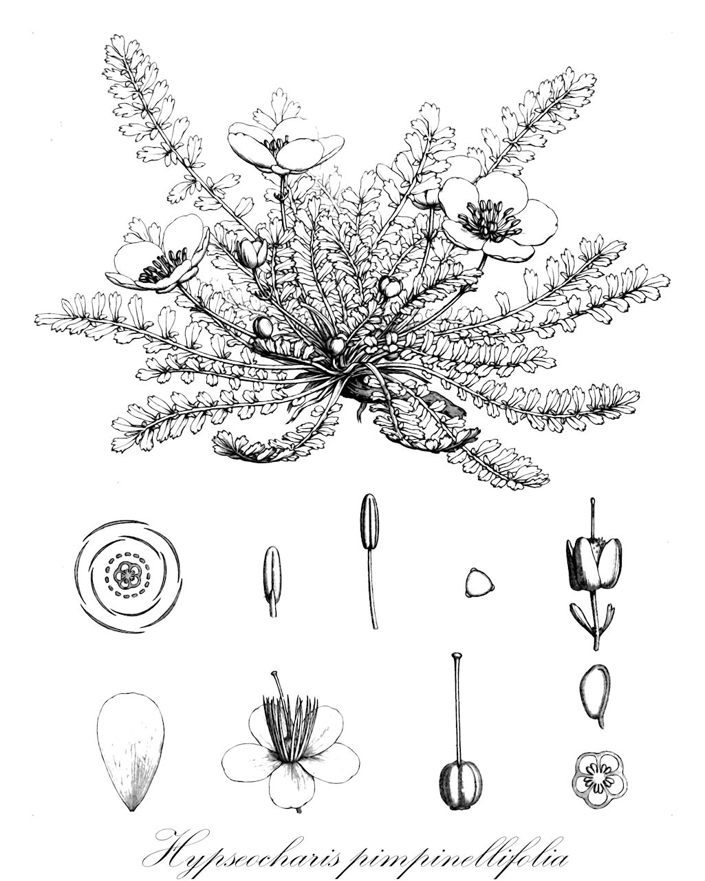 Hypseocharis pimpinellifolia - Geraniaceae,Plantae,Pteridobiotina,Angiosperms,Geraniales,Geraniaceae,Hypseocharis,Hypseocharis pimpinellifolia,Hypseocharis corydalifolia, Hypseocharis fiebrigii, Hypseocharis moschata, Hypseocharis pimpinellifolia var. punicea