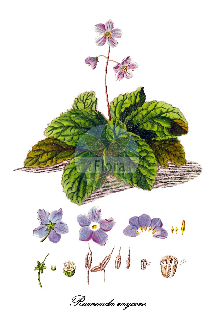 Ramonda myconi - Gesneriaceae,Plantae,Pteridobiotina,Angiosperms,Lamiales,Gesneriaceae,Didymocarpoideae,Trichosporeae,Ramondinae,Ramonda,Ramonda myconi,Chaixia myconi, Lobirota pyrenaica, Myconia borraginea, Myconia borraginoides, Ramonda chloropoda, Ramonda crenulata, Ramonda floribunda, Ramonda lobulosa, Ramonda micoi, Ramonda pyrenaica, Ramonda scapiflora, Ramonda scapigera, Verbascum myconi