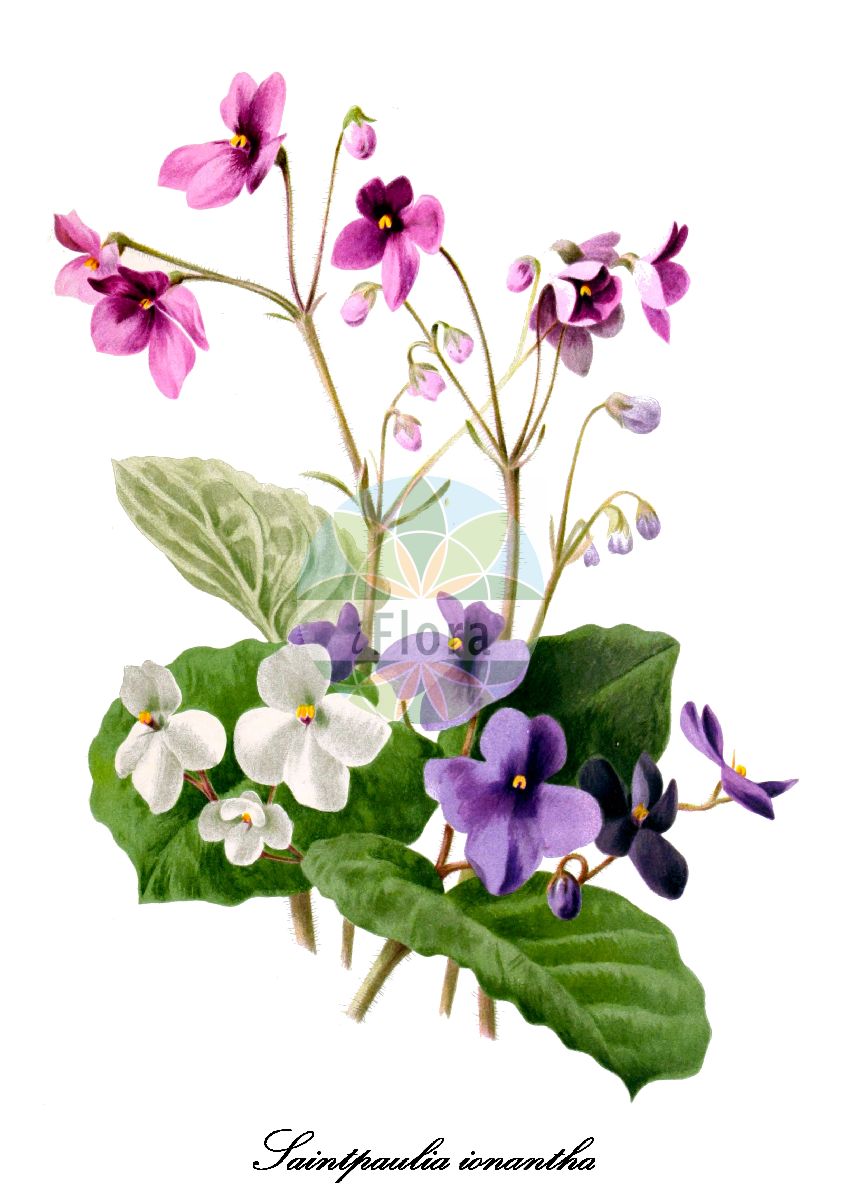 Streptocarpus ionanthus - Gesneriaceae,Plantae,Pteridobiotina,Angiosperms,Lamiales,Gesneriaceae,Didymocarpoideae,Trichosporeae,Streptocarpinae,Streptocarpus,Streptocarpus ionanthus,Petrocosmea ionantha, Saintpaulia ionantha, Saintpaulia ionantha var. albescens, Saintpaulia kewensis, Saintpaulia tongwensis,Usambaraveilchen
