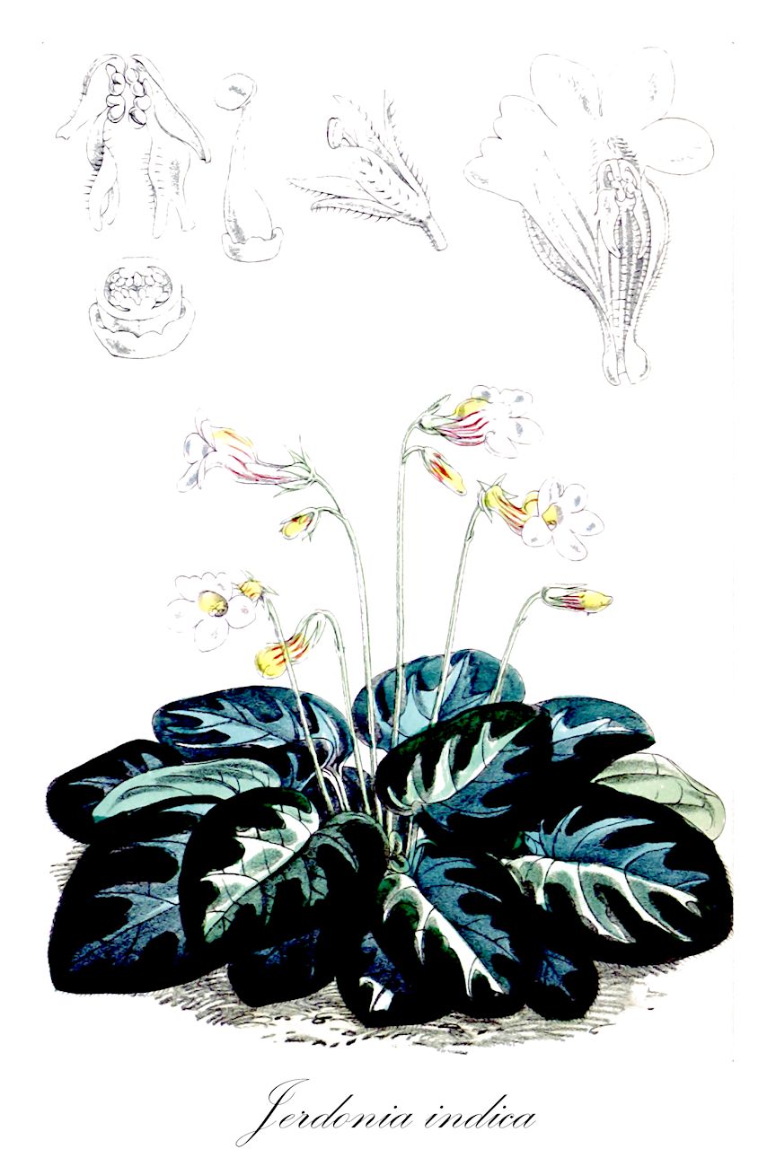 Jerdonia indica - Gesneriaceae,Plantae,Pteridobiotina,Angiosperms,Lamiales,Gesneriaceae,Didymocarpoideae,Trichosporeae,Jerdoniinae,Jerdonia,Jerdonia indica