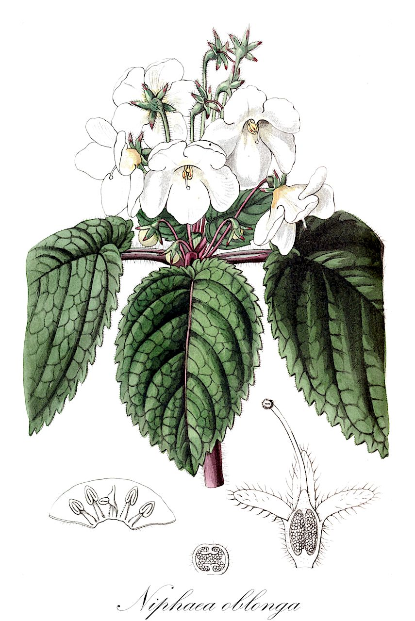 Niphaea oblonga - Gesneriaceae,Plantae,Pteridobiotina,Angiosperms,Lamiales,Gesneriaceae,Gesnerioideae,Gesnerieae,Gloxiniinae,Niphaea,Niphaea oblonga,Achimenes alba, Achimenes alba, Meneghinia alba, Niphaea elata