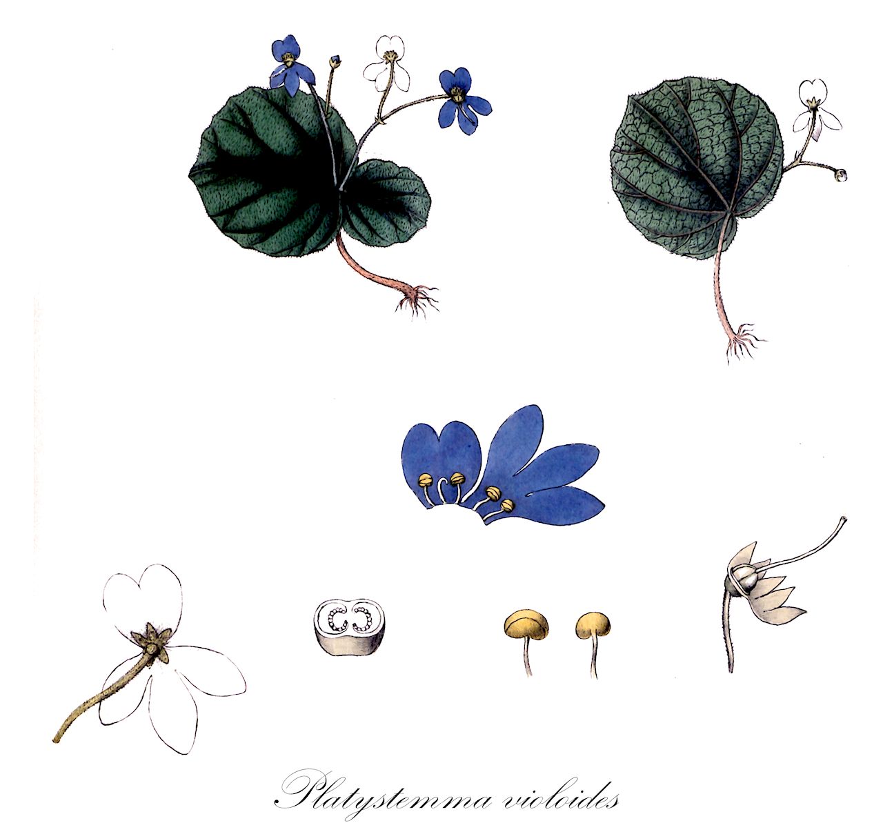 Platystemma violoides - Gesneriaceae,Plantae,Pteridobiotina,Angiosperms,Lamiales,Gesneriaceae,Didymocarpoideae,Trichosporeae,Leptoboeinae,Platystemma,Platystemma violoides,Chirita violoides, Platystemma majus, Platystemma majus, Platystemma violoides