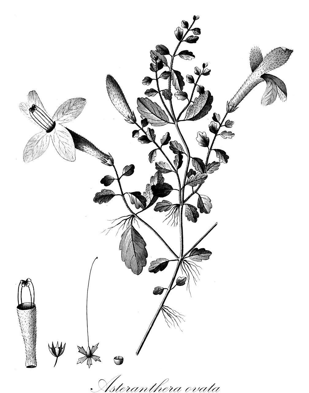 Asteranthera ovata - Gesneriaceae,Plantae,Pteridobiotina,Angiosperms,Lamiales,Gesneriaceae,Gesnerioideae,Coronanthereae,Mitrariinae,Asteranthera,Asteranthera ovata,Asteranthera chiloensis, Columnea ovata,Asteranthe