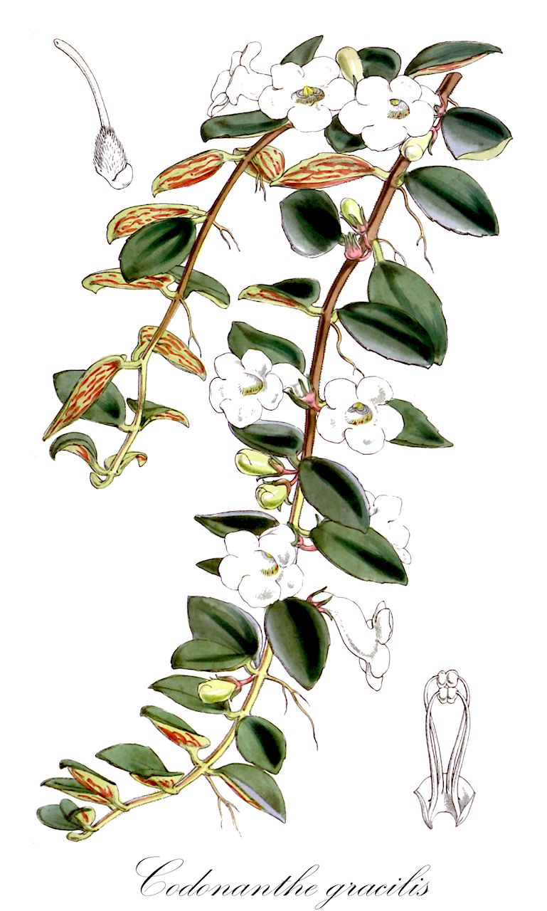 Codonanthe gracilis - Gesneriaceae,Plantae,Pteridobiotina,Angiosperms,Lamiales,Gesneriaceae,Gesnerioideae,Gesnerieae,Columneinae,Codonanthe,Codonanthe gracilis,Codonanthe picta, Codonanthe ventricosa, Columnea gracilis, Hypocyrta gracilis, Orobanche ventricosa