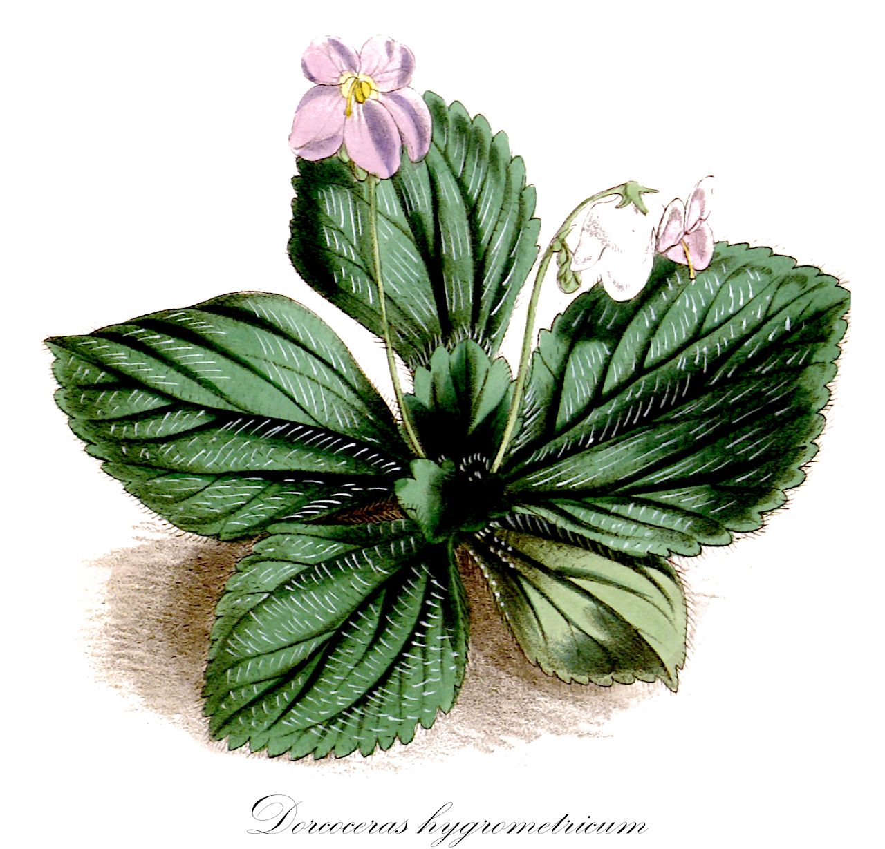 Dorcoceras hygrometricum - Gesneriaceae,Plantae,Pteridobiotina,Angiosperms,Lamiales,Gesneriaceae,Didymocarpoideae,Trichosporeae,Loxocarpinae,Dorcoceras,Dorcoceras hygrometricum,Boea hygrometrica