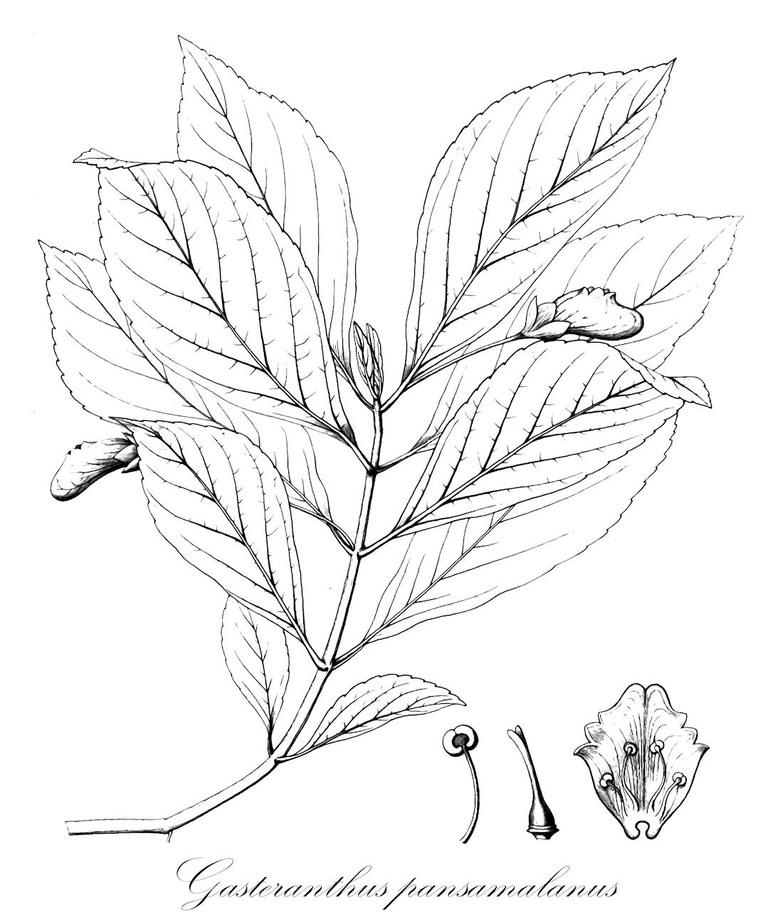 Gasteranthus pansamalanus - Gesneriaceae,Plantae,Pteridobiotina,Angiosperms,Lamiales,Gesneriaceae,Gesnerioideae,Beslerieae,Besleriinae,Gasteranthus,Gasteranthus pansamalanus,Besleria ecuadorensis, Besleria pansamalana, Besleria pansamalana var. ecuadorensis, Episcia aurea, Gasteranthus ecuadorensis