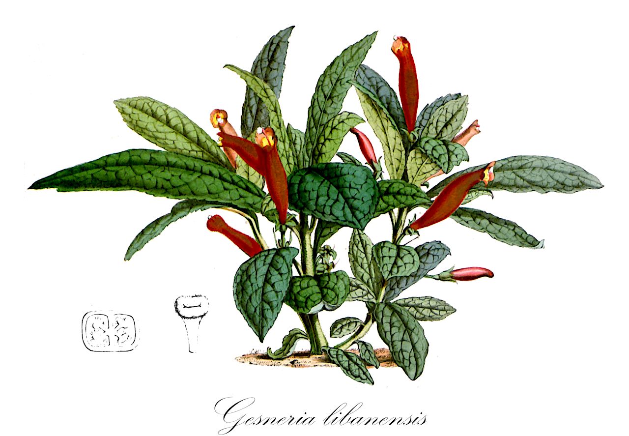 Gesneria libanensis - Gesneriaceae,Plantae,Pteridobiotina,Angiosperms,Lamiales,Gesneriaceae,Gesnerioideae,Gesnerieae,Gesneriinae,Gesneria,Gesneria libanensis,Conradia corrugata, Conradia floribunda, Gesneria hondensis, Gesneria hondensis, Gesneria libanensis subsp. lopezii, Gesneria libanensis var. corrugata, Gesneria lopezii, Gesneria purpurascens var. yamuriensis, Herincquia floribunda, Ophianthe libanensis, Pentaraphia corrugata, Pentaraphia floribunda, Pentaraphia libanensis, Rhytidophyllum floribundum