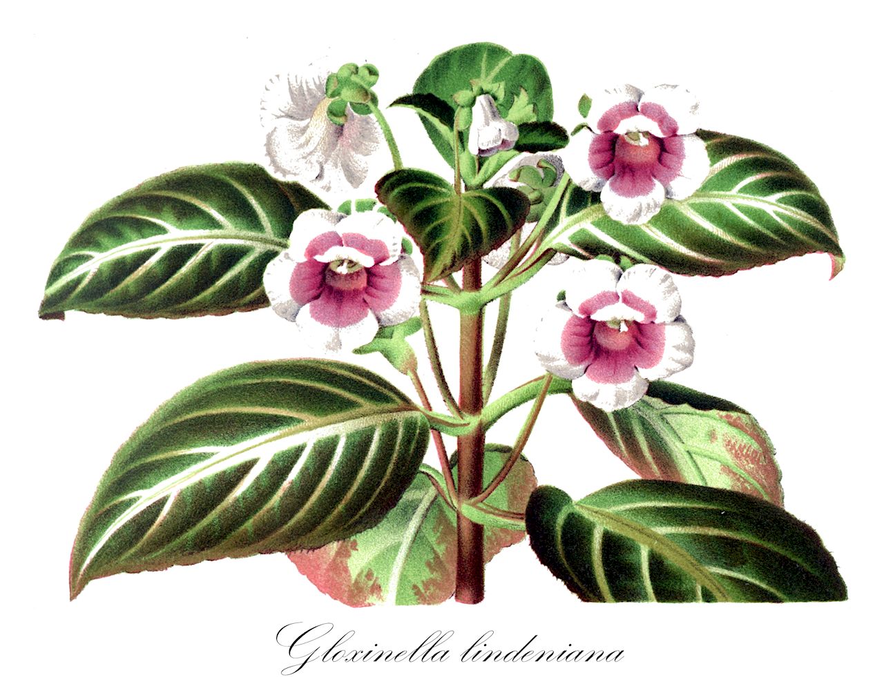 Gloxinella lindeniana - Gesneriaceae,Plantae,Pteridobiotina,Angiosperms,Lamiales,Gesneriaceae,Gesnerioideae,Gesnerieae,Gloxiniinae,Gloxinella,Gloxinella lindeniana,Gesneria lindenii, Gloxinia lindeniana, Gloxinia tydaeoides, Isoloma lindenianum, Kohleria lindeniana, Tydaea lindeniana, Tydaea lindenii