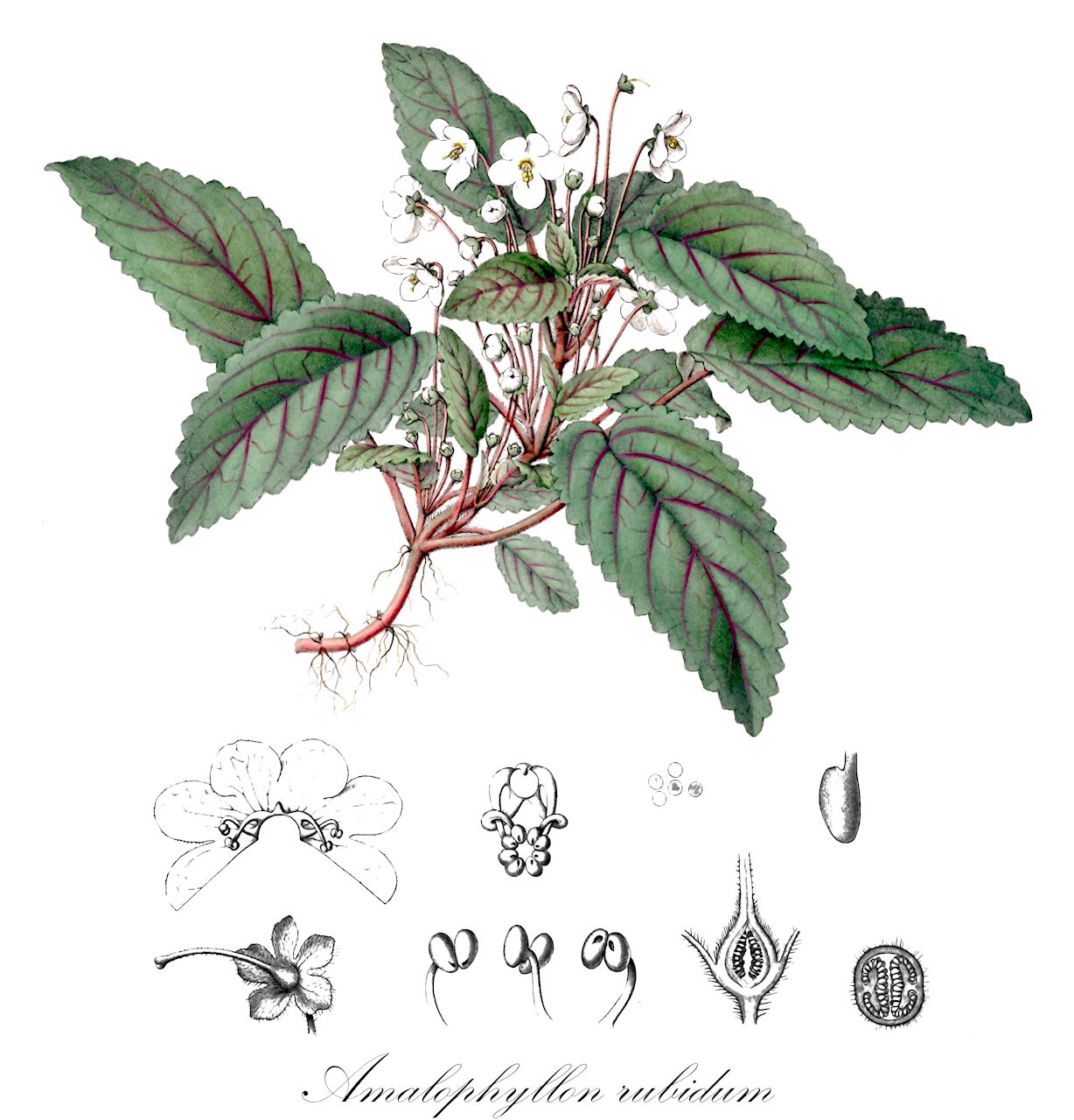 Amalophyllon rubidum - Gesneriaceae,Plantae,Pteridobiotina,Angiosperms,Lamiales,Gesneriaceae,Gesnerioideae,Gesnerieae,Gloxiniinae,Amalophyllon,Amalophyllon rubidum,Niphaea crenata, Niphaea rubida, Phinaea rubida