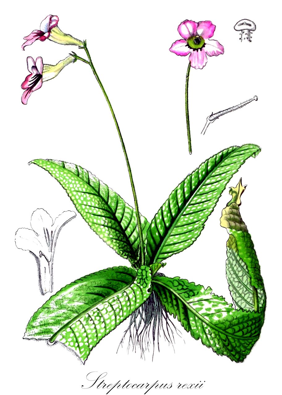 Streptocarpus rexii - Gesneriaceae,Plantae,Pteridobiotina,Angiosperms,Lamiales,Gesneriaceae,Didymocarpoideae,Trichosporeae,Streptocarpinae,Streptocarpus,Streptocarpus rexii,Didymocarpus rexii, Henckelia capensis, Henckelia rexii, Streptocarpus floribundus, Streptocarpus multiflorus