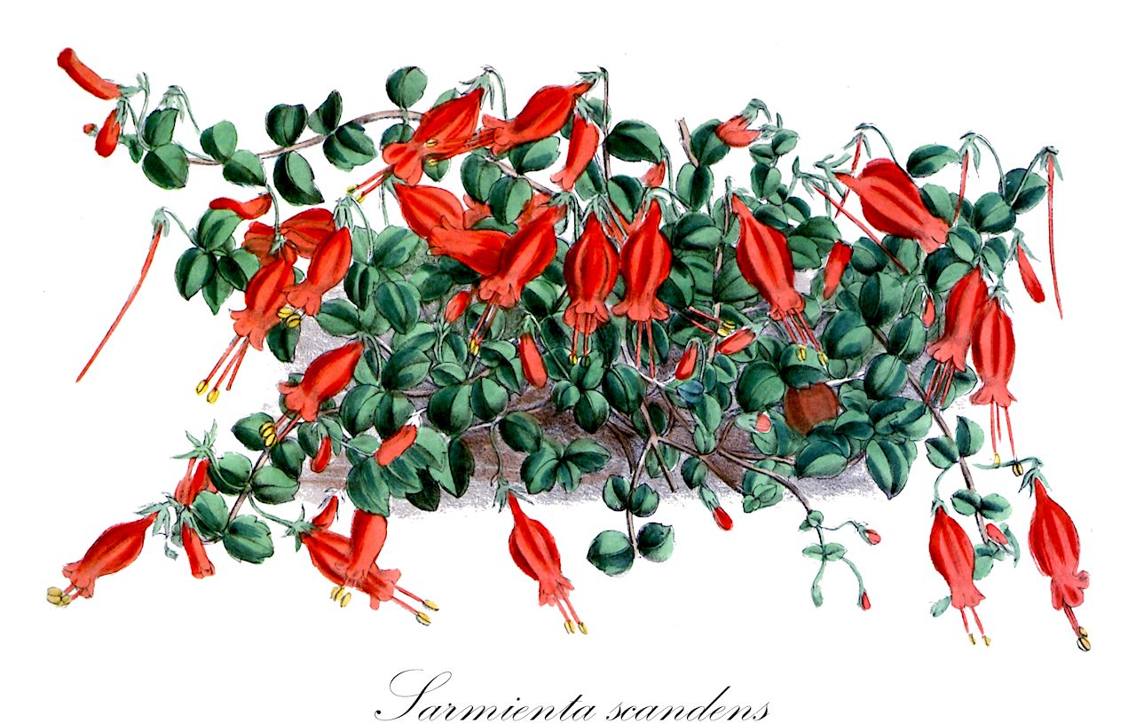 Sarmienta scandens - Gesneriaceae,Plantae,Pteridobiotina,Angiosperms,Lamiales,Gesneriaceae,Gesnerioideae,Coronanthereae,Mitrariinae,Sarmienta,Sarmienta scandens,Sarmienta repens, Urceolaria chilensis, Urceolaria scandens