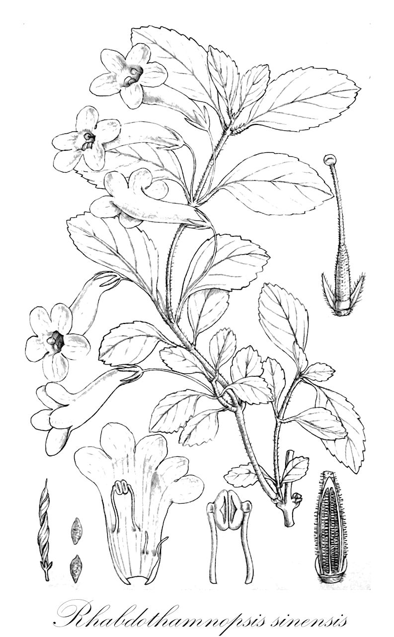 Rhabdothamnopsis sinensis - Gesneriaceae,Plantae,Pteridobiotina,Angiosperms,Lamiales,Gesneriaceae,Didymocarpoideae,Trichosporeae,Loxocarpinae,Rhabdothamnopsis,Rhabdothamnopsis sinensis,Boea cavaleriei, Boea esquirolii, Boea rubicunda, Rhabdothamnopsis chinensis, Rhabdothamnopsis chinensis var. ochroleuca, Rhabdothamnopsis limprichtiana, Rhabdothamnopsis sinensis var. ochroleuca, Streptocarpus chinensis