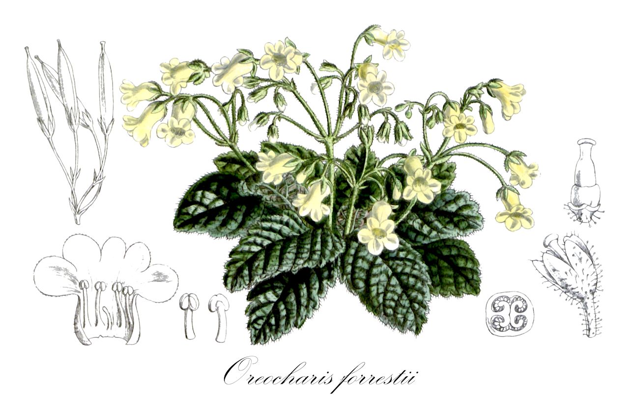 Oreocharis forrestii - Gesneriaceae,Plantae,Pteridobiotina,Angiosperms,Lamiales,Gesneriaceae,Didymocarpoideae,Trichosporeae,Didymocarpinae,Oreocharis,Oreocharis forrestii,Roettlera forrestii