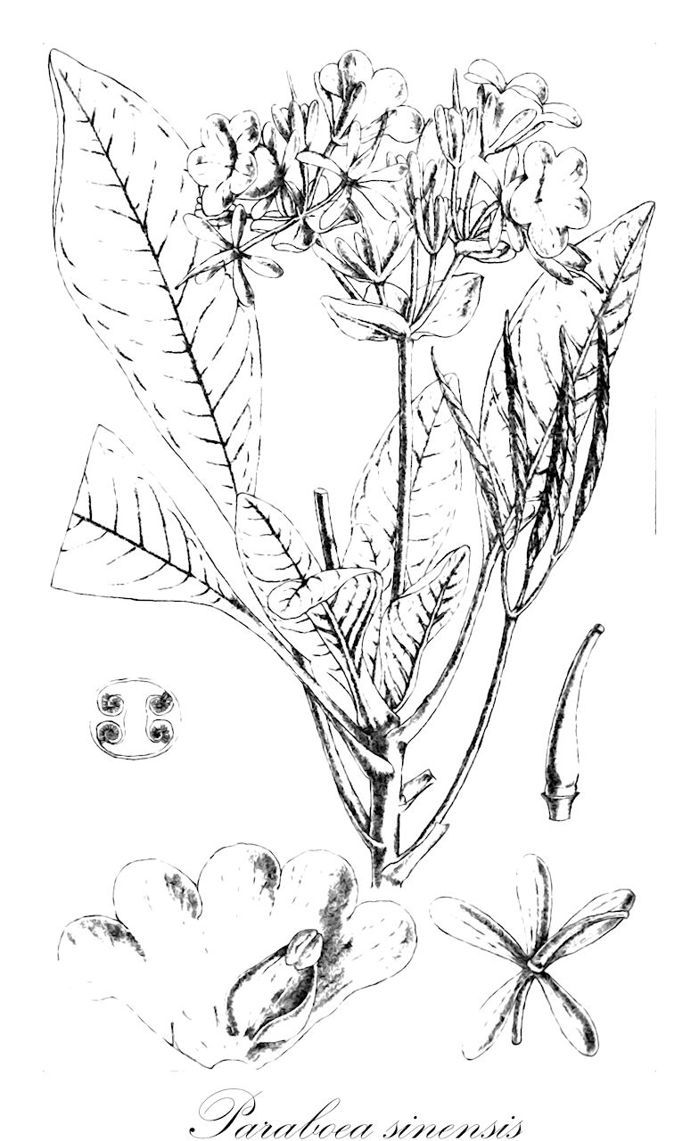 Paraboea sinensis - Gesneriaceae,Plantae,Pteridobiotina,Angiosperms,Lamiales,Gesneriaceae,Didymocarpoideae,Trichosporeae,Loxocarpinae,Paraboea,Paraboea sinensis,Boea chaffanjonii, Boea macrophylla, Chlamydoboea sinensis, Chlamydoboea sinensis f. macra, Chlamydoboea sinensis f. macrophylla, Chlamydoboea sinensis var. macra, Chlamydoboea sinensis var. macrophylla, Paraboea sinensis f. macra, Paraboea sinensis f. macrophylla, Phylloboea sinensis