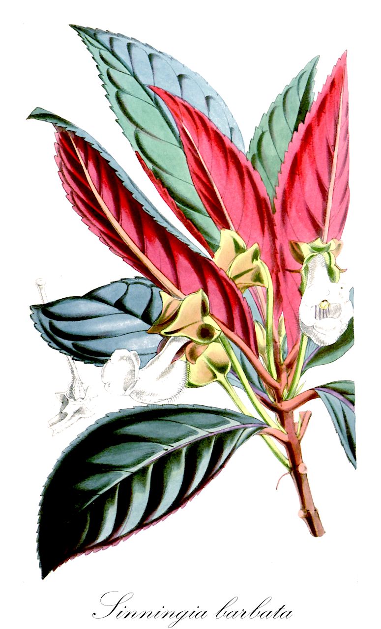Sinningia barbata - Gesneriaceae,Plantae,Pteridobiotina,Angiosperms,Lamiales,Gesneriaceae,Gesnerioideae,Gesnerieae,Ligeriinae,Sinningia,Sinningia barbata,Gesneria barbata, Ligeria barbata, Rechsteineria barbata, Sinningia carolinae, Tapeinotes barbata, Tapeinotes carolinae, Tapeinotes carolinae var. major, Tapina barbata, Tapina carolinae