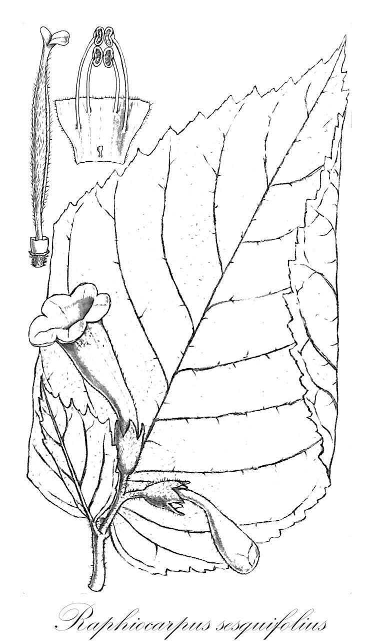 Raphiocarpus sesquifolius - Gesneriaceae,Plantae,Pteridobiotina,Angiosperms,Lamiales,Gesneriaceae,Didymocarpoideae,Trichosporeae,Didymocarpinae,Raphiocarpus,Raphiocarpus sesquifolius,Didissandra sesquifolia, Didymocarpus sesquifolius