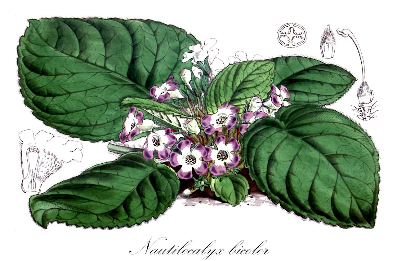 Nautilocalyx bicolor - Gesneriaceae,Plantae,Pteridobiotina,Angiosperms,Lamiales,Gesneriaceae,Gesnerioideae,Gesnerieae,Columneinae,Nautilocalyx,Nautilocalyx bicolor,Episcia bicolor, Physodeira bicolor
