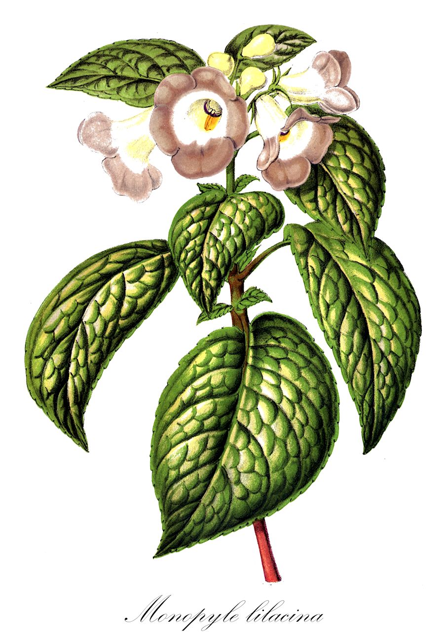 Monopyle lilacina - Gesneriaceae,Plantae,Pteridobiotina,Angiosperms,Lamiales,Gesneriaceae,Gesnerioideae,Gesnerieae,Gloxiniinae,Monopyle,Monopyle lilacina,Chirita lilacina