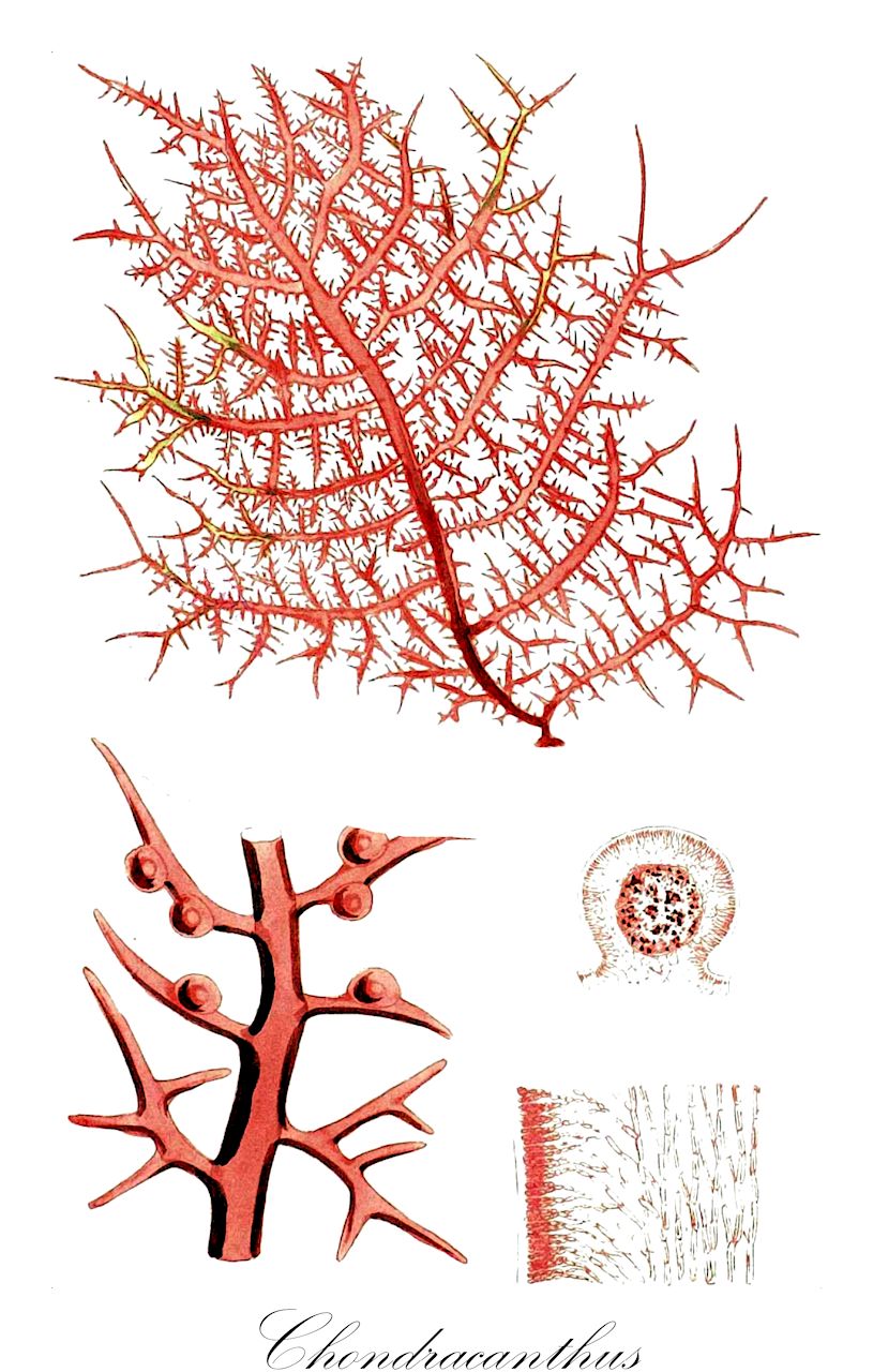 Chondracanthus - Gigartinaceae,Biota,Plantae,Rhodophyta,Eurhodophytina,Florideophyceae,Gigartinales,Gigartinaceae,Chondracanthus,Chondroclonium