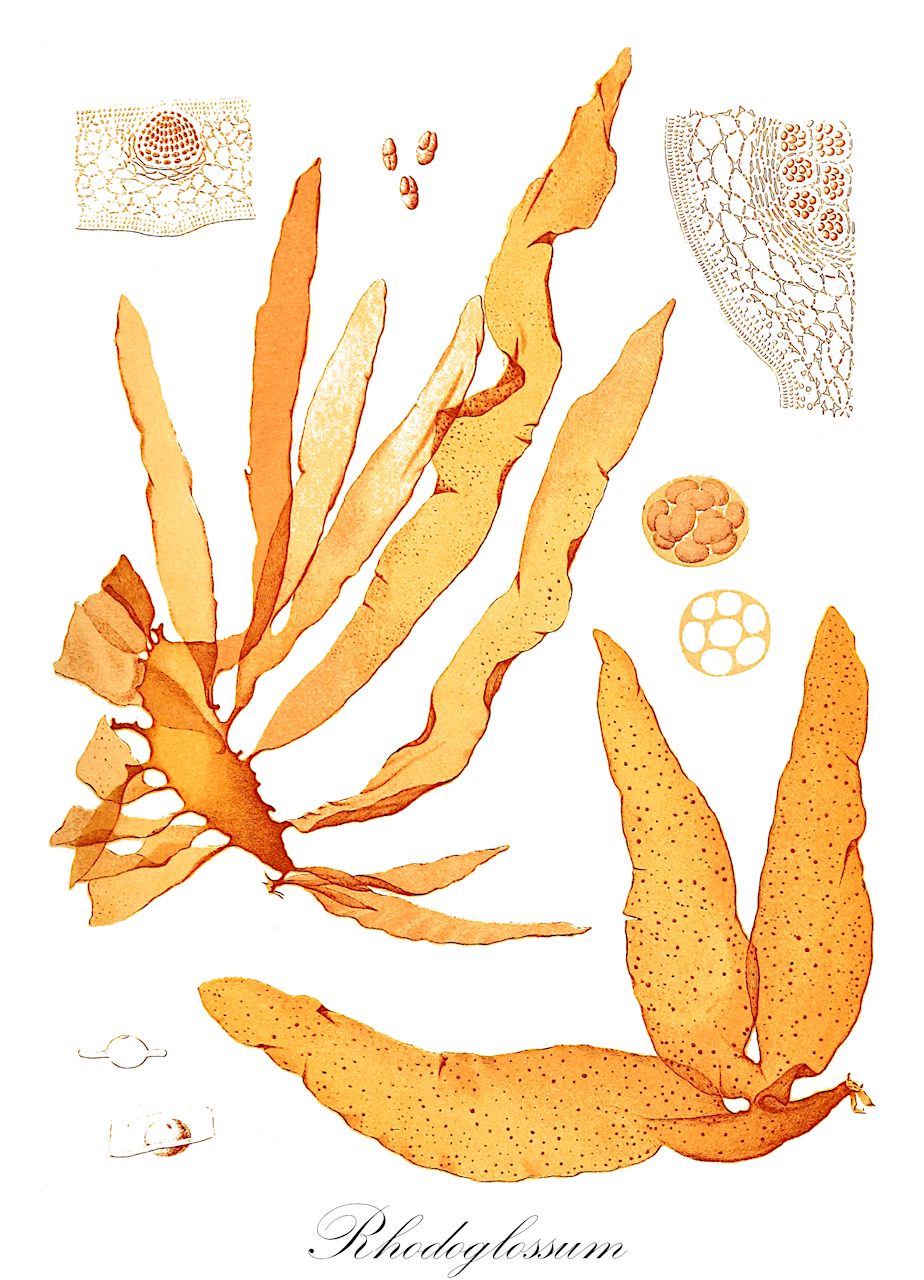 Rhodoglossum - Rhodophyta,Biota,Plantae,Rhodophyta,Eurhodophytina,Florideophyceae,Gigartinales,Gigartinaceae,Rhodoglossum,Rhodoglossim