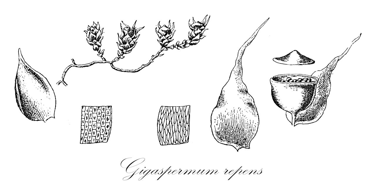 Gigaspermum repens - Gigaspermaceae,Plantae,Bryobiotina,Bryophyta,Bryopsida,Gigaspermidae,Gigaspermales,Gigaspermaceae,Gigaspermum,Gigaspermum repens,Anictangium repens, Anoectangium repens, Gigaspermum breutelii, Gigaspermum subrepens, Hedwigia repens, Leptangium breutelii, Leptangium repens, Physcomitrium breutelii, Physcomitrium repens, Pomatotheca humillima, Schistidium repens, Trianthema humillima