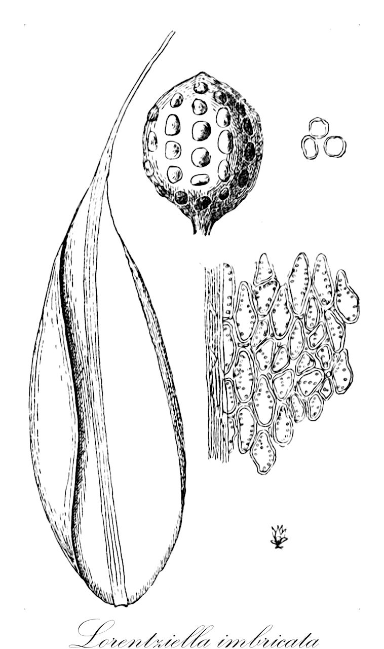 Lorentziella imbricata - Gigaspermaceae,Plantae,Bryobiotina,Bryophyta,Bryopsida,Gigaspermidae,Gigaspermales,Gigaspermaceae,Lorentziella,Lorentziella imbricata,Acaulon megalosporum, Acaulon runyonii, Gigaspermum imbricatum, Leptangium imbricatum, Lorentziella gibertii, Lorentziella glauca, Lorentziella globiceps, Lorentziella paraguensis, Lorentziella uruguensis