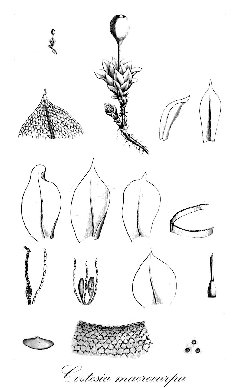 Costesia macrocarpa - Gigaspermaceae,Plantae,Bryobiotina,Bryophyta,Bryopsida,Gigaspermidae,Gigaspermales,Gigaspermaceae,Costesia,Costesia macrocarpa,Costesia spongiosa, Funaria macrocarpa, Hyophila macrocarpa, Pottia macrocarpa, Tortula macrocarpa
