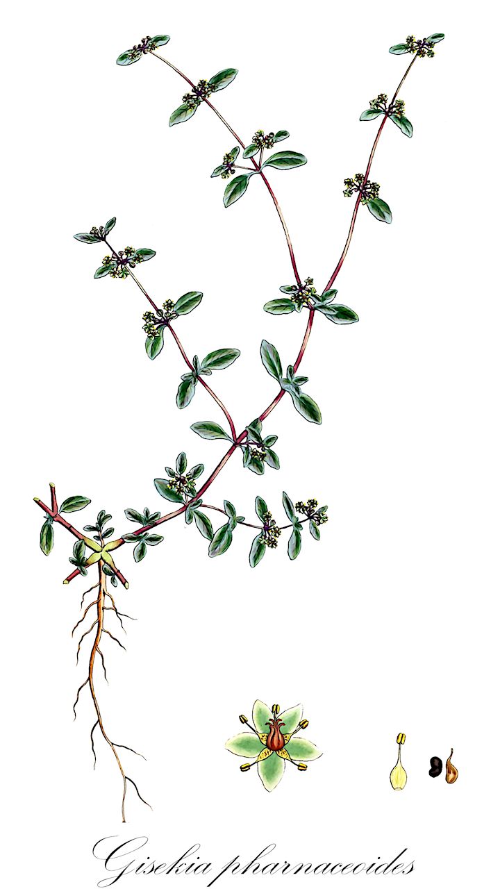 Gisekia pharnaceoides - Gisekiaceae,Plantae,Pteridobiotina,Angiosperms,Caryophyllales,Gisekiaceae,Gisekia,Gisekia pharnaceoides,Gisekia molluginoides