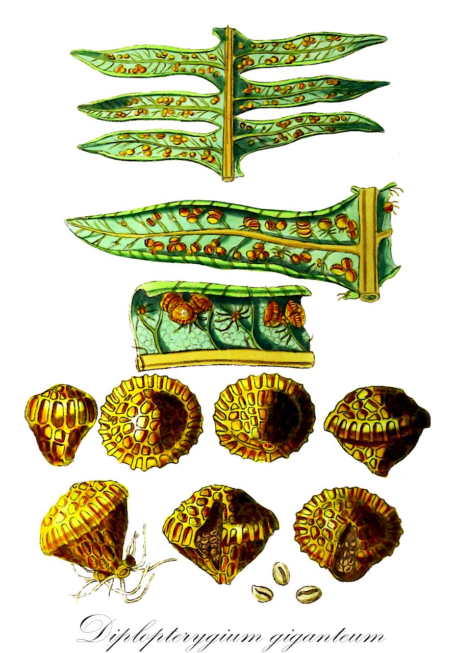 Diplopterygium giganteum - Gleicheniaceae,Plantae,Pteridobiotina,Polypodiophyta,Polypodiopsida,Polypodiidae,Gleicheniales,Gleicheniaceae,Diplopterygium,Diplopterygium giganteum,Dicranopteris gigantea, Diplopterygium criticum, Diplopterygium maximum, Diplopterygium simulans, Diplopterygium yunnanense, Gleichenia gigantea, Hicriopteris critica, Hicriopteris gigantea, Hicriopteris glaucoides, Hicriopteris maxima, Hicriopteris omeiensis, Hicriopteris reflexa, Hicriopteris simulans, Hicriopteris yunnanensis, Mertensia gigantea, Mesosorus giganteus