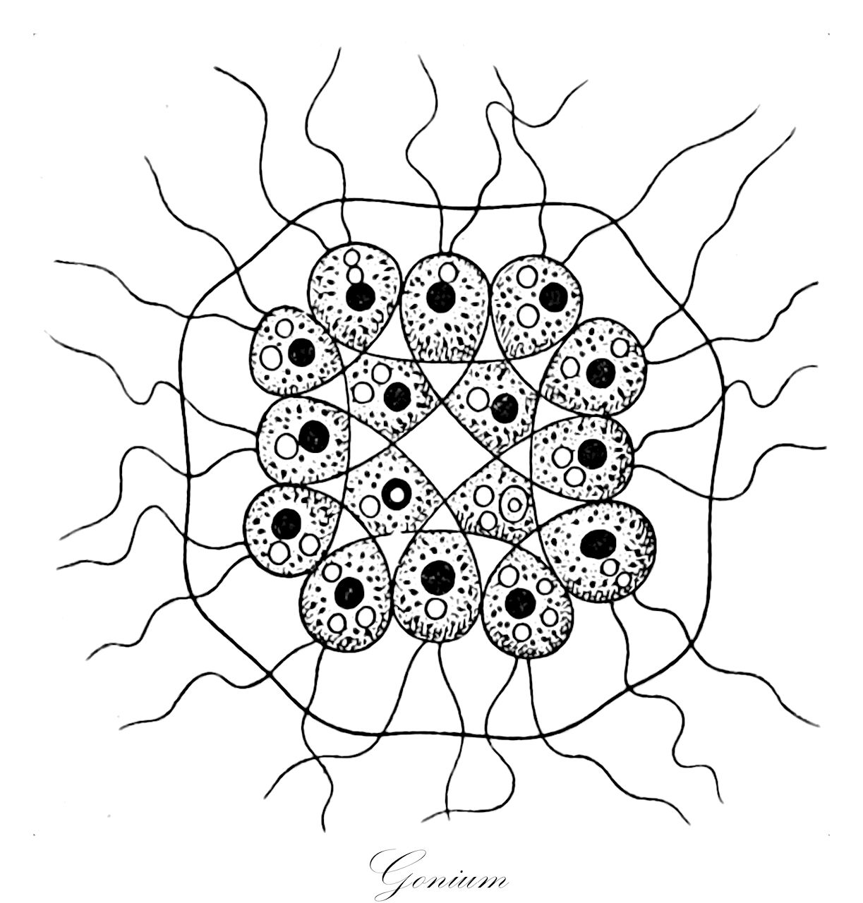 Gonium - Chlorophyta,Biota,Plantae,Chlorophyta,Chlorophytina,Chlorophyceae,Chlamydomonadales,Goniaceae,Gonium,Gonomus