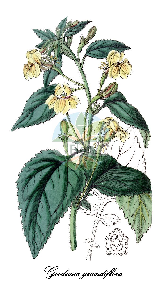 Goodenia grandiflora - Goodeniaceae,Plantae,Pteridobiotina,Angiosperms,Asterales,Goodeniaceae,Goodenia,Goodenia grandiflora,Goodenia appendiculata, Goodenia horniana, Goodenia mollis, Goodenoughia grandiflora