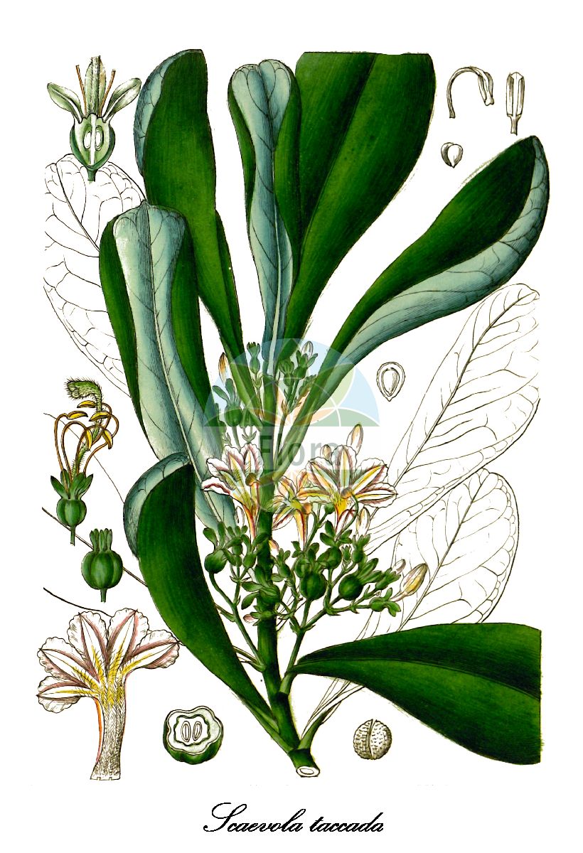 Scaevola taccada - Goodeniaceae,Plantae,Pteridobiotina,Angiosperms,Asterales,Goodeniaceae,Scaevola,Scaevola taccada,Lobelia frutescens, Lobelia koenigii, Lobelia piliplena, Lobelia sericea, Lobelia sericea var. koenigii, Lobelia velutina, Roemeria lobelia, Scaevola bela-modagani, Scaevola billardierei, Scaevola billardieri, Scaevola chlorantha, Scaevola fauriei, Scaevola frutescens, Scaevola frutescens f. glabra, Scaevola frutescens f. moomomiana, Scaevola frutescens var. koenigii, Scaevola frutescens var. sericea, Scaevola koenigii, Scaevola koenigii var. glabra, Scaevola koenigii var. macrocalyx, Scaevola lambertiana, Scaevola latevaga, Scaevola lativaga, Scaevola leschenaultii, Scaevola lobelia var. sericea, Scaevola macrocalyx, Scaevola piliplena, Scaevola plumerioides, Scaevola sericea, Scaevola sericea var. taccada, Scaevola taccada f. moomomiana, Scaevola taccada f. punicea, Scaevola taccada var. bryanii, Scaevola taccada var. fauriei, Scaevola taccada var. sericea, Scaevola velutina