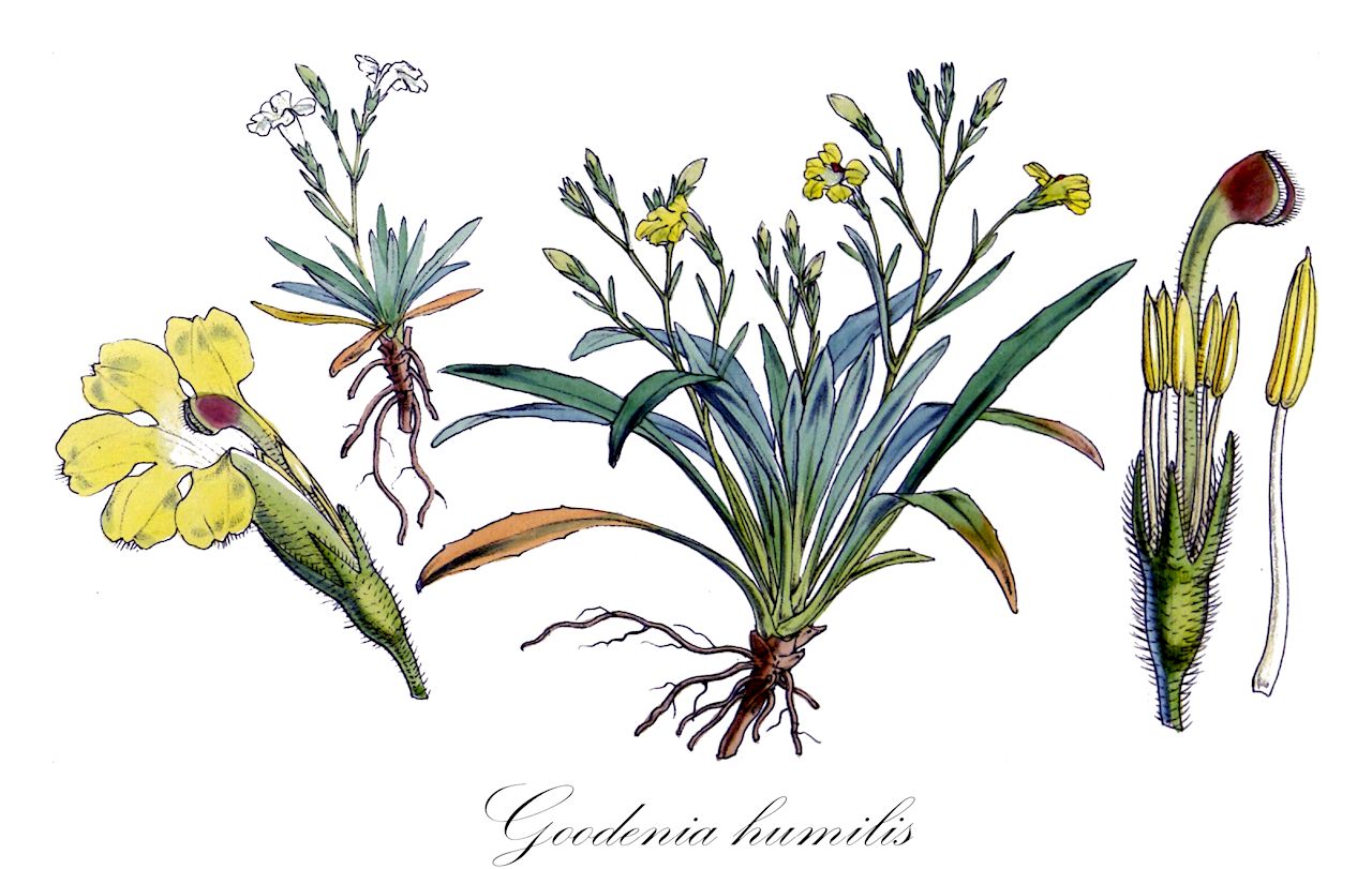 Goodenia humilis - Goodeniaceae,Plantae,Pteridobiotina,Angiosperms,Asterales,Goodeniaceae,Goodenia,Goodenia humilis,Goodenia graminifolia, Goodenia humilis var. alpigena, Goodenia nana