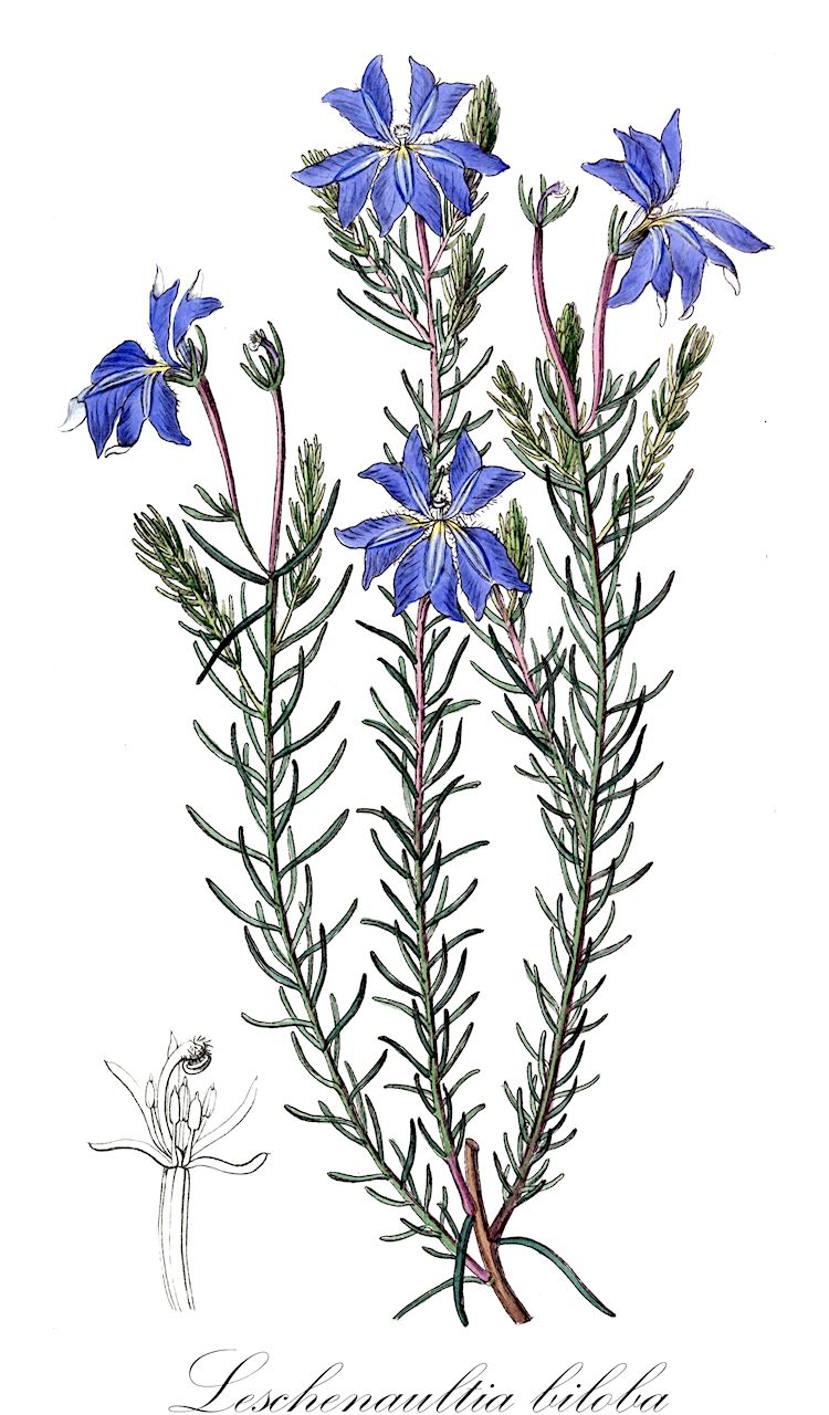 Leschenaultia biloba - Goodeniaceae,Plantae,Pteridobiotina,Angiosperms,Asterales,Goodeniaceae,Leschenaultia,Leschenaultia biloba,Leschenaultia biloba var. huntsii, Leschenaultia drummondii, Leschenaultia grandiflora, Leschenaultia grandiflora