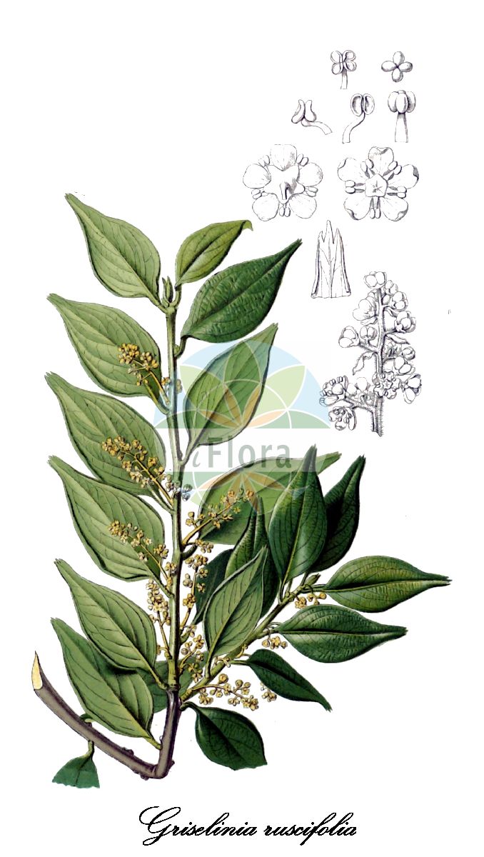 Griselinia ruscifolia - Griseliniaceae,Plantae,Pteridobiotina,Angiosperms,Apiales,Griseliniaceae,Griselinia,Griselinia ruscifolia,Decostea ruscifolia, Griselinia ruscifolia, Griselinia ruscifolia var. itatiaiae, Griselinia ruscifolia var. ruscifolia