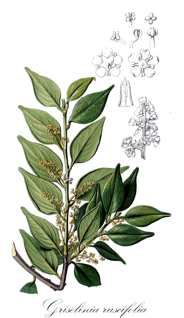 Griselinia ruscifolia - Griseliniaceae,Plantae,Pteridobiotina,Angiosperms,Apiales,Griseliniaceae,Griselinia,Griselinia ruscifolia,Decostea ruscifolia, Griselinia ruscifolia, Griselinia ruscifolia var. itatiaiae, Griselinia ruscifolia var. ruscifolia