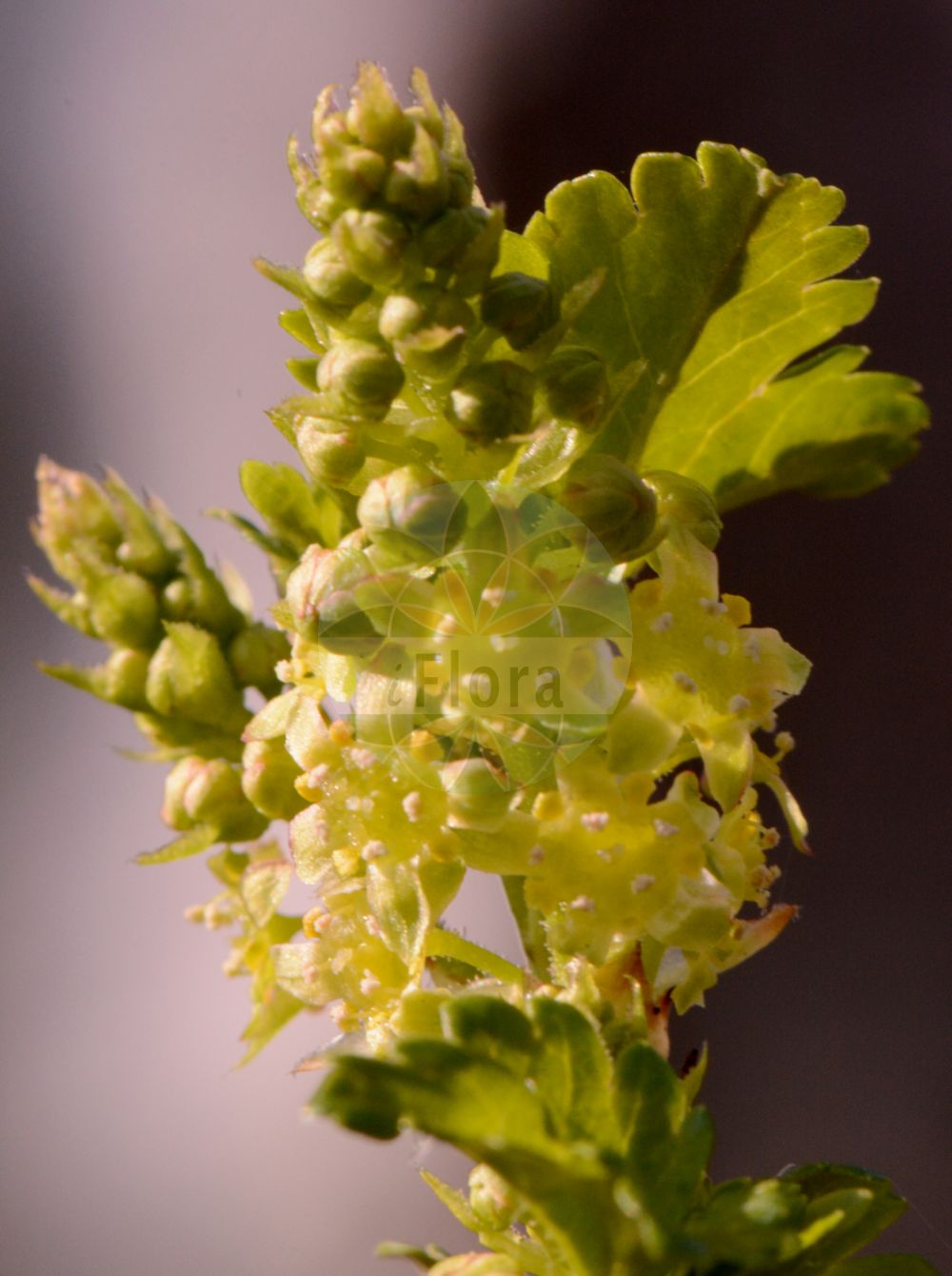 Ribes alpinum - Grossulariaceae,Plantae,Pteridobiotina,Angiosperms,Saxifragales,Grossulariaceae,Ribes,Ribes alpinum,Grossularia alpestris, Grossularia insipida, Liebichia alpina, Liebichia gottsteinii, Ribes album, Ribes alpinum f. aureum, Ribes alpinum f. laciniatum, Ribes alpinum f. pumilum, Ribes alpinum subsp. lucidum, Ribes alpinum subsp. lucidum, Ribes alpinum unr. aureum, Ribes alpinum var. bacciferum, Ribes alpinum var. dioicum, Ribes alpinum var. laciniatum, Ribes alpinum var. parvifolium, Ribes alpinum var. pilosum, Ribes alpinum var. pumilum, Ribes alpinum var. sterile, Ribes alpinum var. subglabrum, Ribes bacciferum, Ribes dioicum, Ribes grossulariifolium, Ribes hladnikii, Ribes humile, Ribes leucocladon, Ribes lucidum, Ribes multiflorum, Ribes opulifolium, Ribes pallidigemmum, Ribes pilosum, Ribes scopolii, Ribes scopolii, Ribes sennenii, Ribes sterile, Ribes tortuosum, Ribes viridissimum,Alpen-Johannisbeere;Berg-Johannisbeere;mountain currant;alpine currant;Groseillier des Alpes;groseillier sauvage;calderilla;cascalleja;cicerolas;grosellero;grosellero de los Alpes;tremoncillera;Ribes alpino;ribes delle Alpi;Alpen-bes;alpenbes;смородина альпийская;çalı çileği;ribes;agrasou;agrassó;ciceroles;cirerola;graixiva;riber alpí;planinski ribiz;måbär;degbär;fjeld-ribs;porzeczka alpejska;alpsko rozdičje;havasi ribiszke;meruzalka alpínská;rybíz alpínský;ríbezľa alpínska;смородина блискуча;алпийско френско грозде;mage sõstar;alpīnā jānoga;Alperips;taikinamarja;планинска рибизла;kalninis serbentas;αλπικό φραγκοσταφυλλος;andere-mahatsa