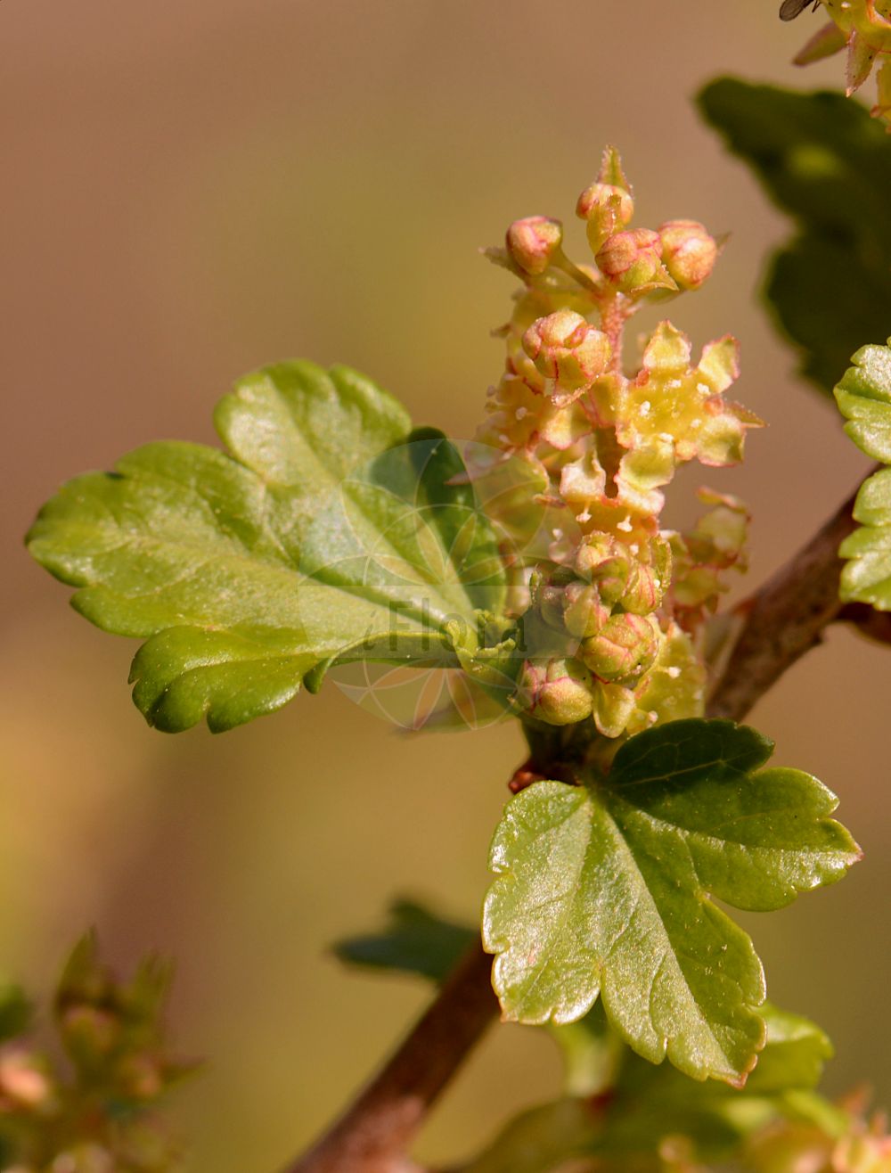 Ribes alpinum - Grossulariaceae,Plantae,Pteridobiotina,Angiosperms,Saxifragales,Grossulariaceae,Ribes,Ribes alpinum,Grossularia alpestris, Grossularia insipida, Liebichia alpina, Liebichia gottsteinii, Ribes album, Ribes alpinum f. aureum, Ribes alpinum f. laciniatum, Ribes alpinum f. pumilum, Ribes alpinum subsp. lucidum, Ribes alpinum subsp. lucidum, Ribes alpinum unr. aureum, Ribes alpinum var. bacciferum, Ribes alpinum var. dioicum, Ribes alpinum var. laciniatum, Ribes alpinum var. parvifolium, Ribes alpinum var. pilosum, Ribes alpinum var. pumilum, Ribes alpinum var. sterile, Ribes alpinum var. subglabrum, Ribes bacciferum, Ribes dioicum, Ribes grossulariifolium, Ribes hladnikii, Ribes humile, Ribes leucocladon, Ribes lucidum, Ribes multiflorum, Ribes opulifolium, Ribes pallidigemmum, Ribes pilosum, Ribes scopolii, Ribes scopolii, Ribes sennenii, Ribes sterile, Ribes tortuosum, Ribes viridissimum,Alpen-Johannisbeere;Berg-Johannisbeere;mountain currant;alpine currant;Groseillier des Alpes;groseillier sauvage;calderilla;cascalleja;cicerolas;grosellero;grosellero de los Alpes;tremoncillera;Ribes alpino;ribes delle Alpi;Alpen-bes;alpenbes;смородина альпийская;çalı çileği;ribes;agrasou;agrassó;ciceroles;cirerola;graixiva;riber alpí;planinski ribiz;måbär;degbär;fjeld-ribs;porzeczka alpejska;alpsko rozdičje;havasi ribiszke;meruzalka alpínská;rybíz alpínský;ríbezľa alpínska;смородина блискуча;алпийско френско грозде;mage sõstar;alpīnā jānoga;Alperips;taikinamarja;планинска рибизла;kalninis serbentas;αλπικό φραγκοσταφυλλος;andere-mahatsa